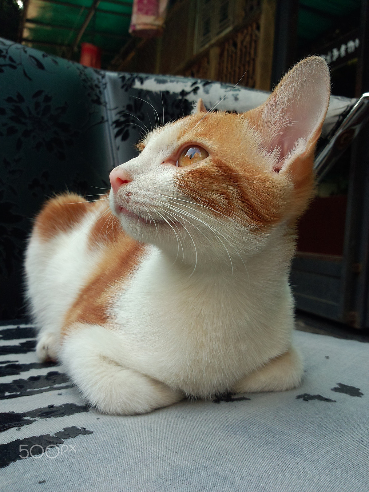 Meizu MX(040) sample photo. Tabby cat photography