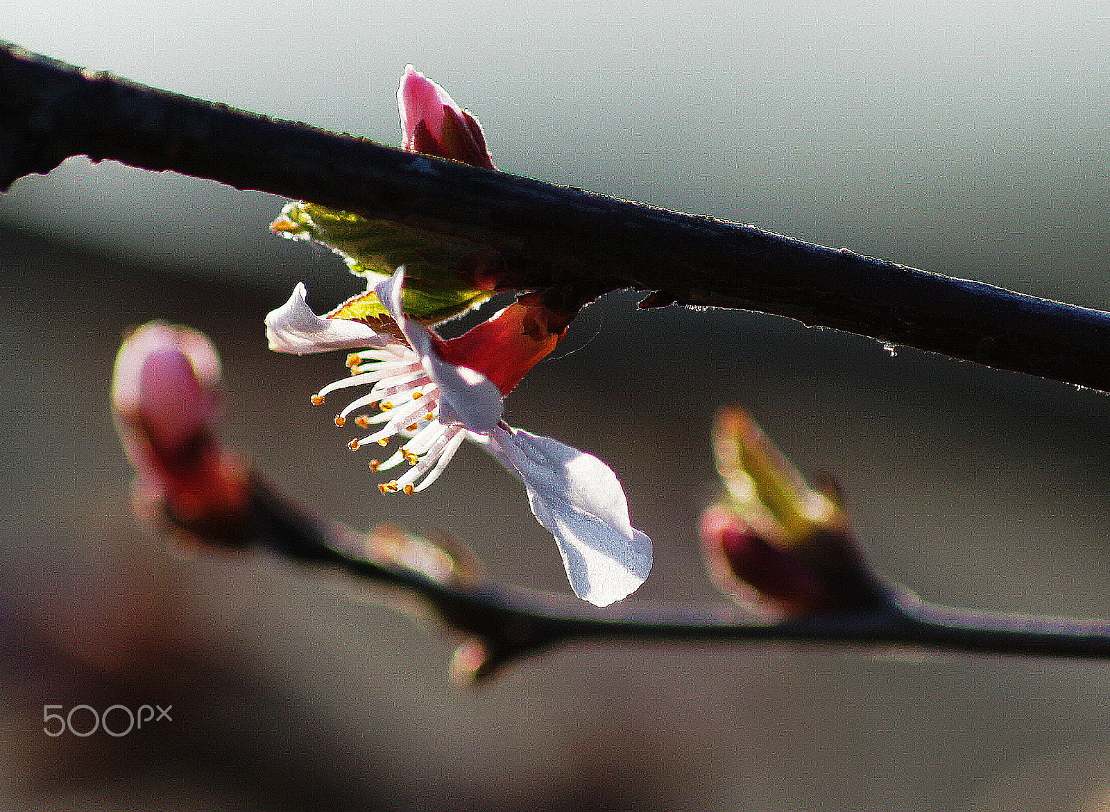 Sony DT 55-200mm F4-5.6 SAM sample photo. Весна пришла photography
