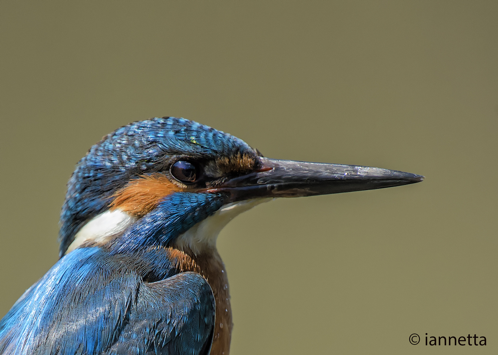 Nikon AF-S Nikkor 400mm F2.8G ED VR II sample photo. Kingfisher portrait photography