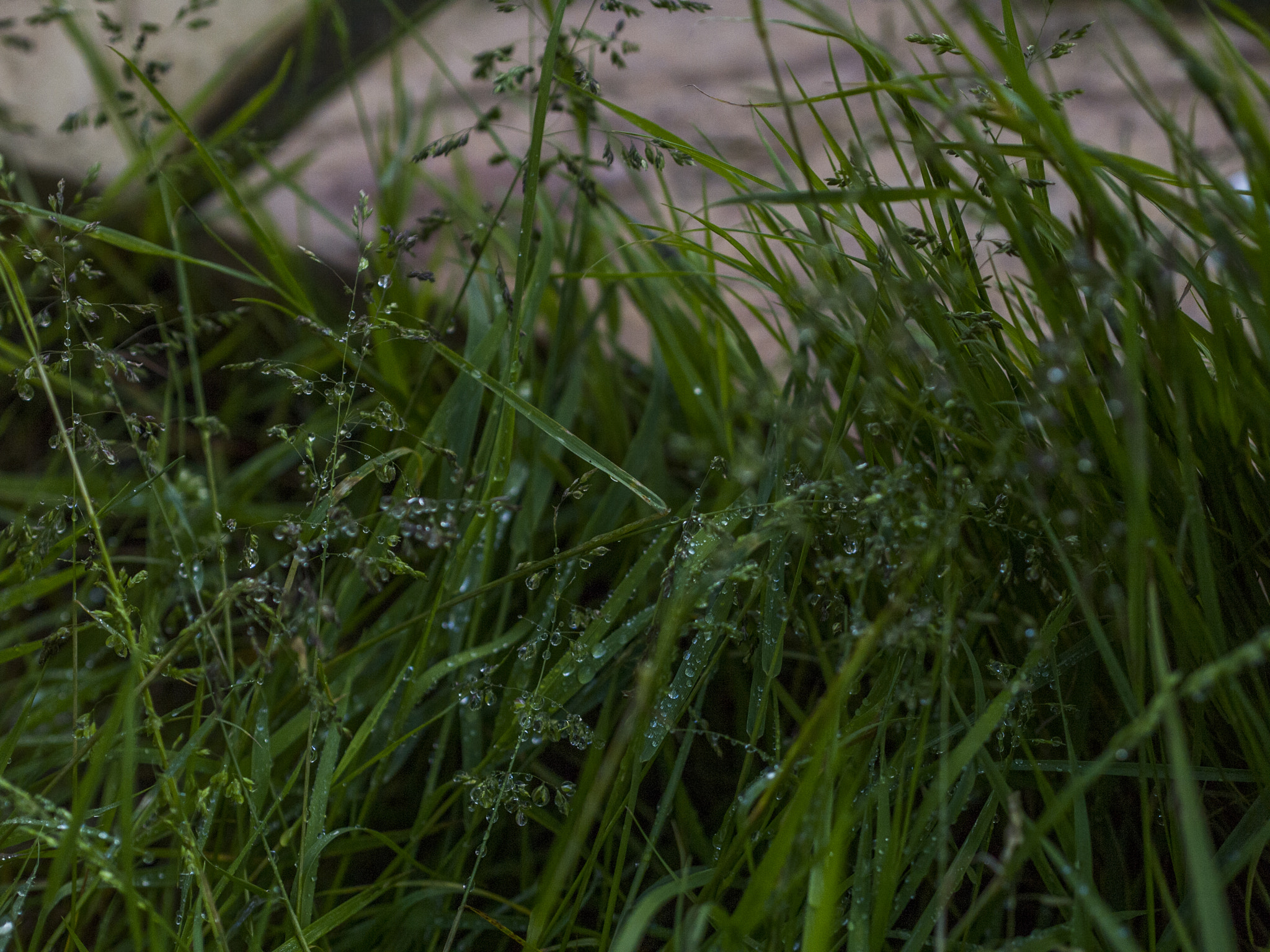 Panasonic Lumix DMC-G2 + Olympus M.Zuiko Digital 45mm F1.8 sample photo. Wet grass photography