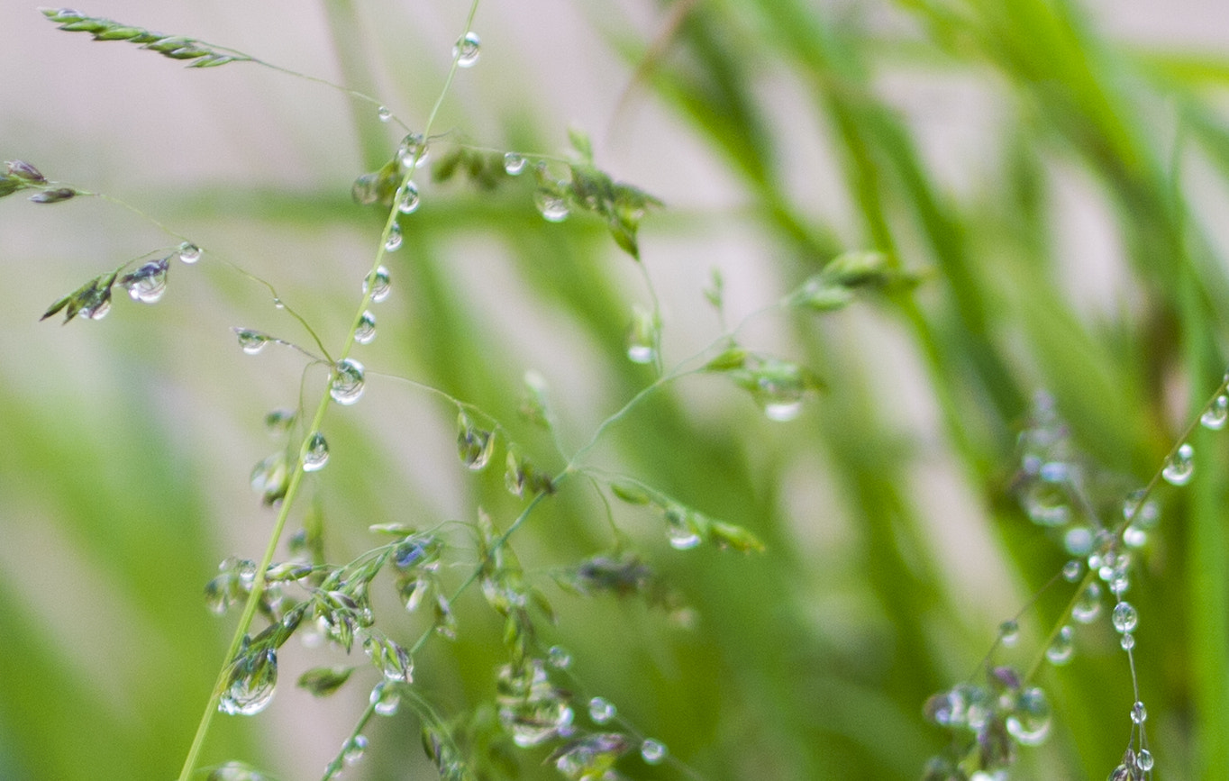 Panasonic Lumix DMC-G2 + Olympus M.Zuiko Digital 45mm F1.8 sample photo. Raindrop race photography