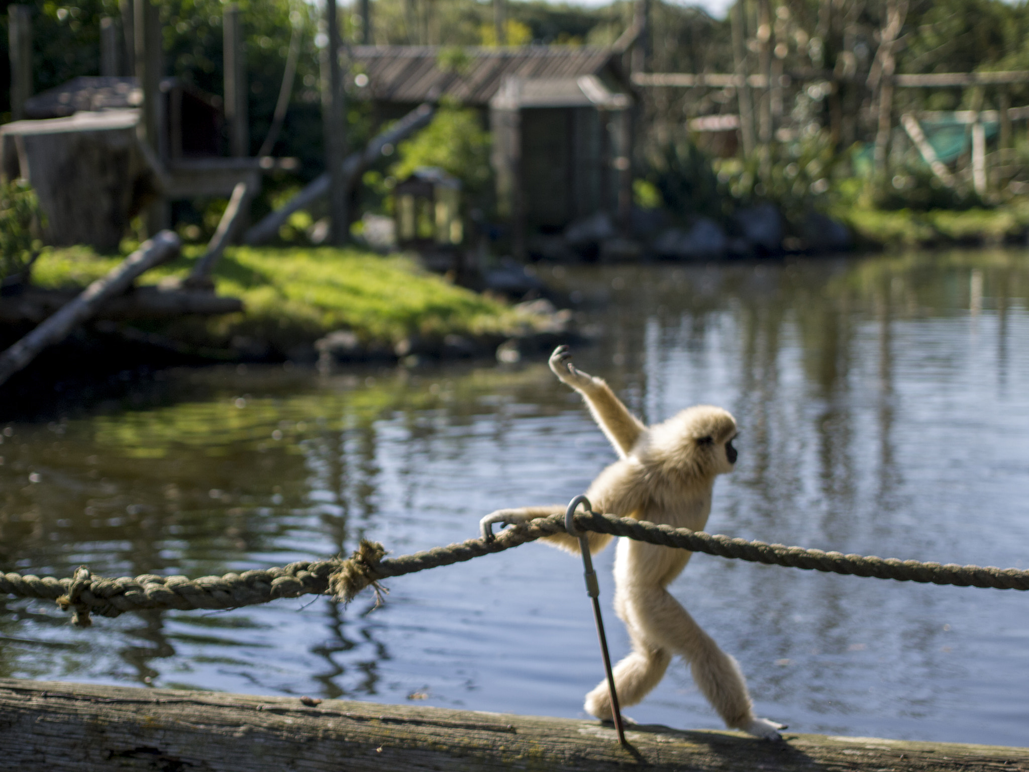 Panasonic Lumix DMC-G2 + Olympus M.Zuiko Digital 45mm F1.8 sample photo. Where's my jungle book? photography