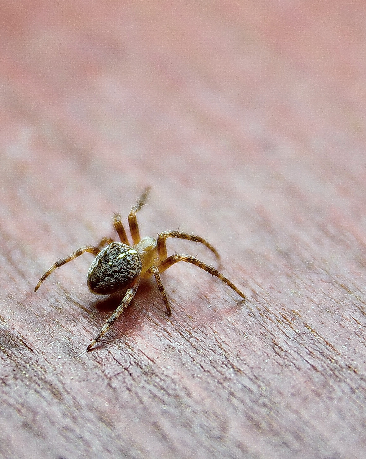 Nikon D3100 + Sigma 17-70mm F2.8-4 DC Macro OS HSM | C sample photo. Dsc_2119.jpg photography