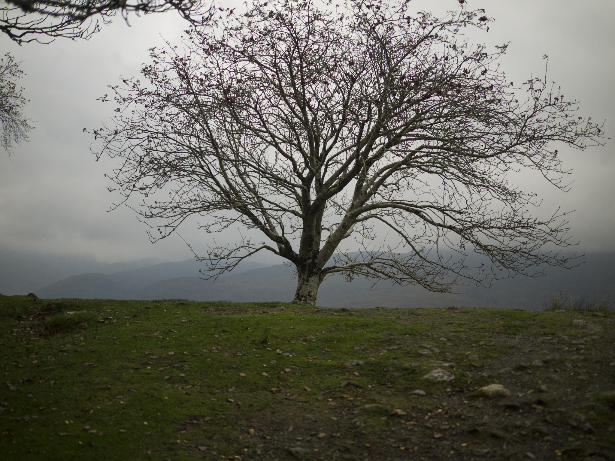 Panasonic Lumix DMC-G2 sample photo. Tree view photography
