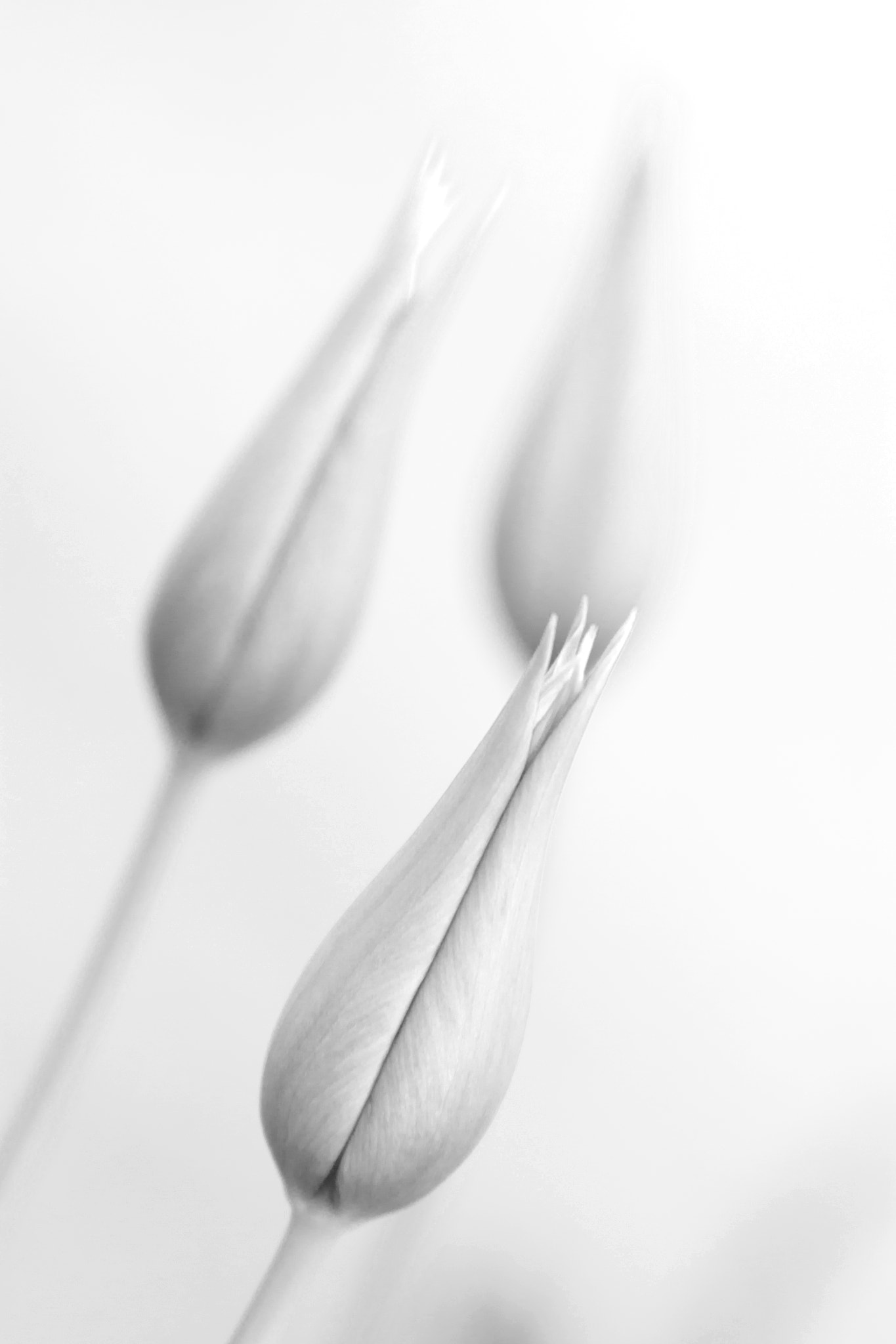 Tamron SP 35mm F1.8 Di VC USD sample photo. Tulipanes blancos photography