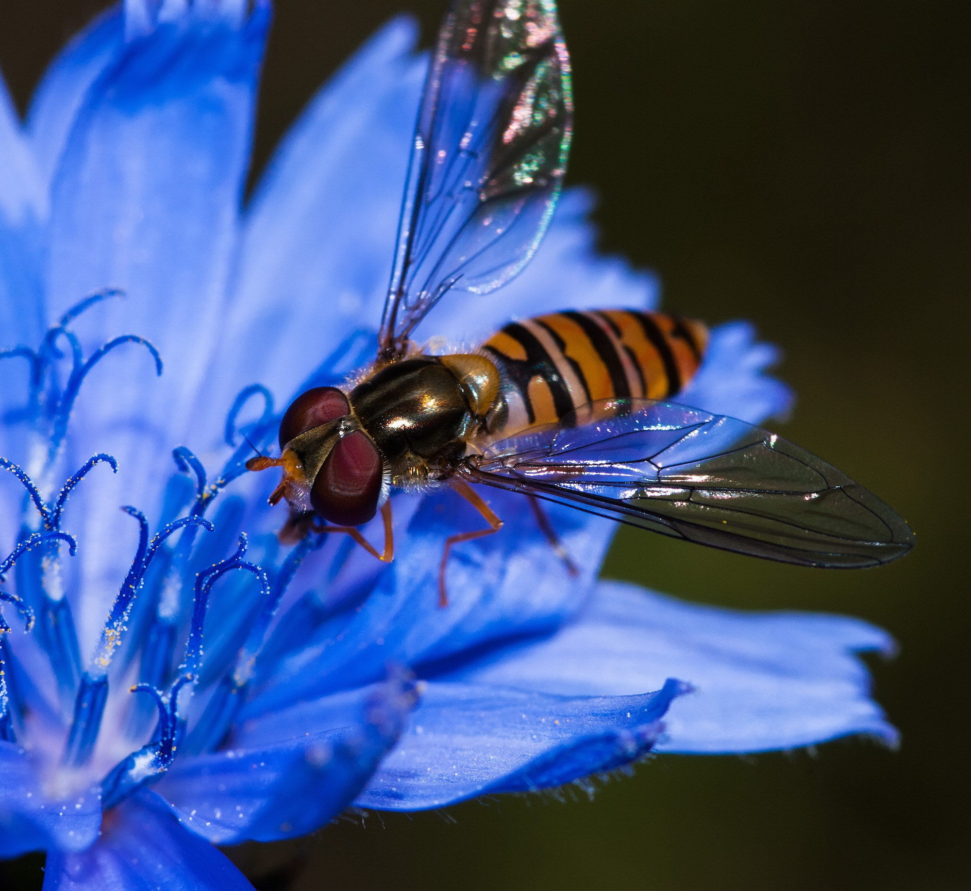 Pentax K-7 sample photo. Янтарь на голубом (amber on blue) photography