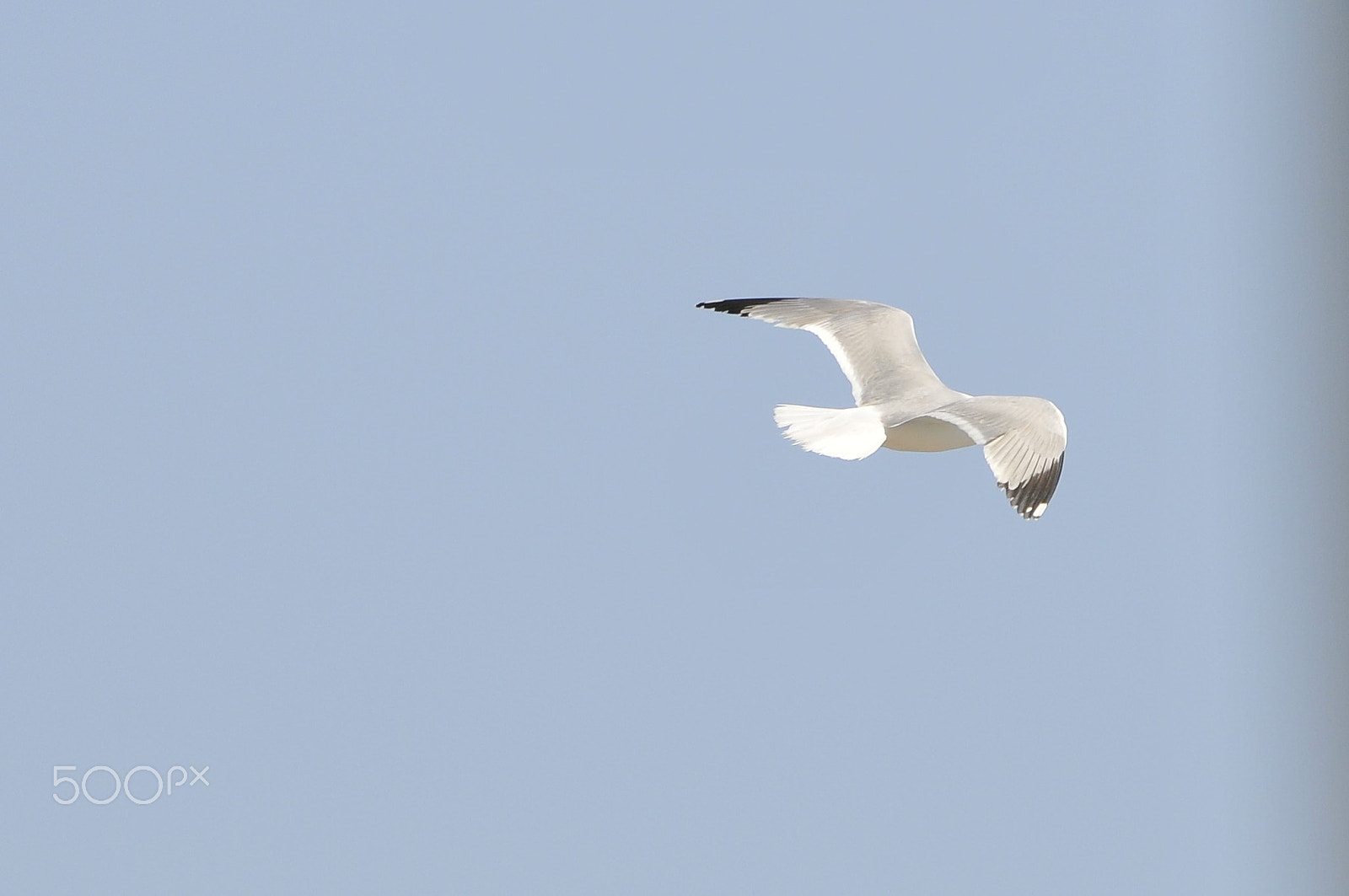 Sigma 150-600mm F5-6.3 DG OS HSM | C sample photo. _dsc1930.jpg photography