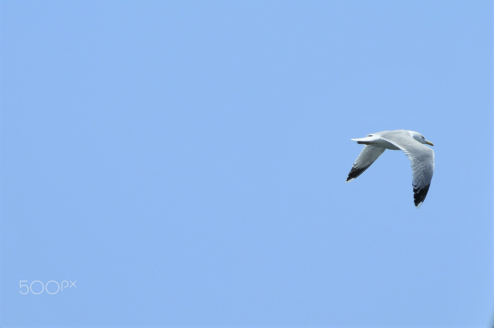 Sigma 150-600mm F5-6.3 DG OS HSM | C sample photo. _dsc1938.jpg photography