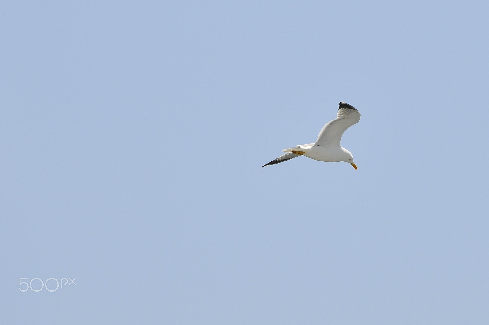 Sigma 150-600mm F5-6.3 DG OS HSM | C sample photo. _dsc1954.jpg photography