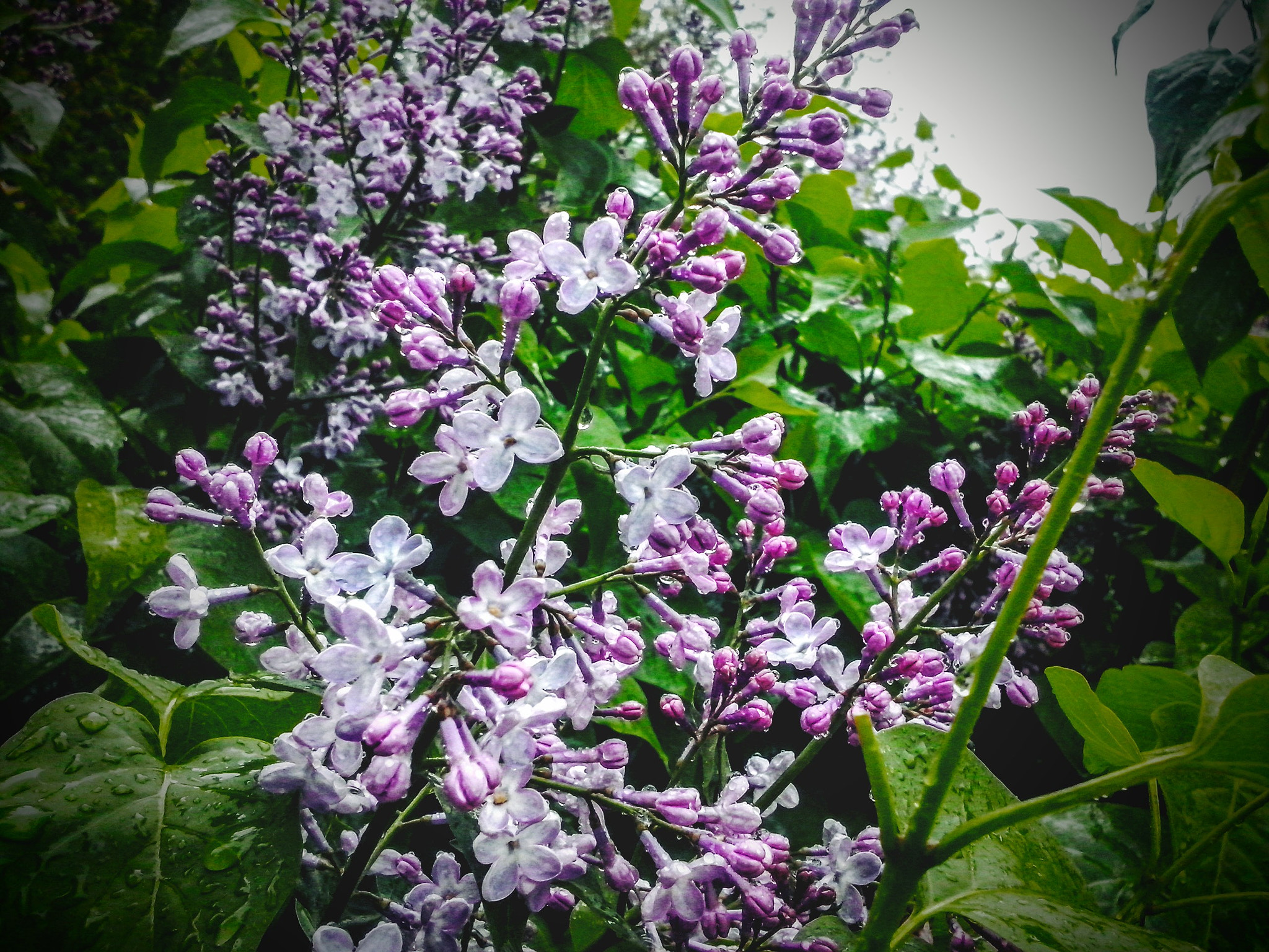 LG OPTIMUS L5 II sample photo. [] photography