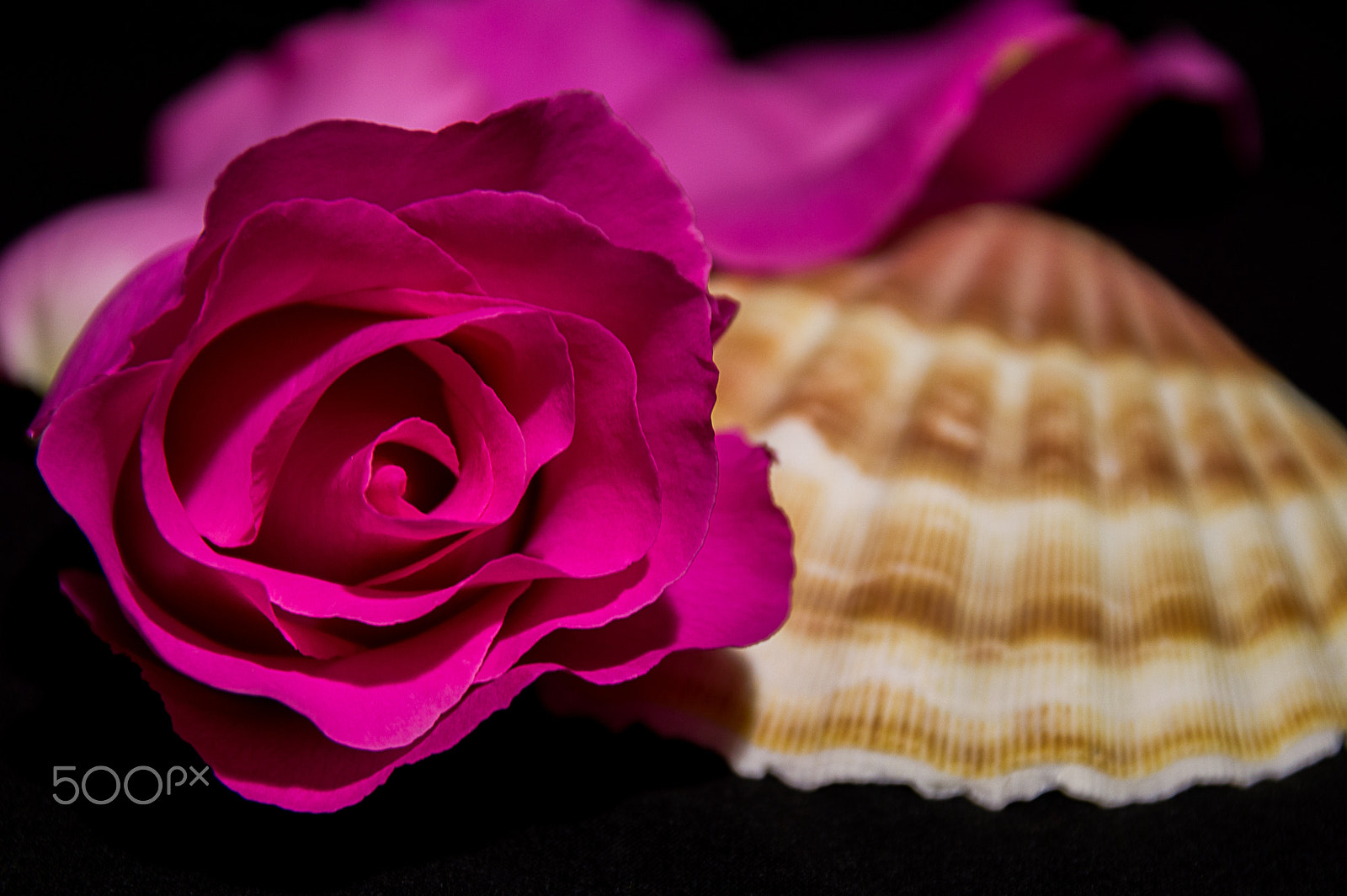 Sigma 17-70mm F2.8-4 DC Macro OS HSM | C sample photo. Rose photography