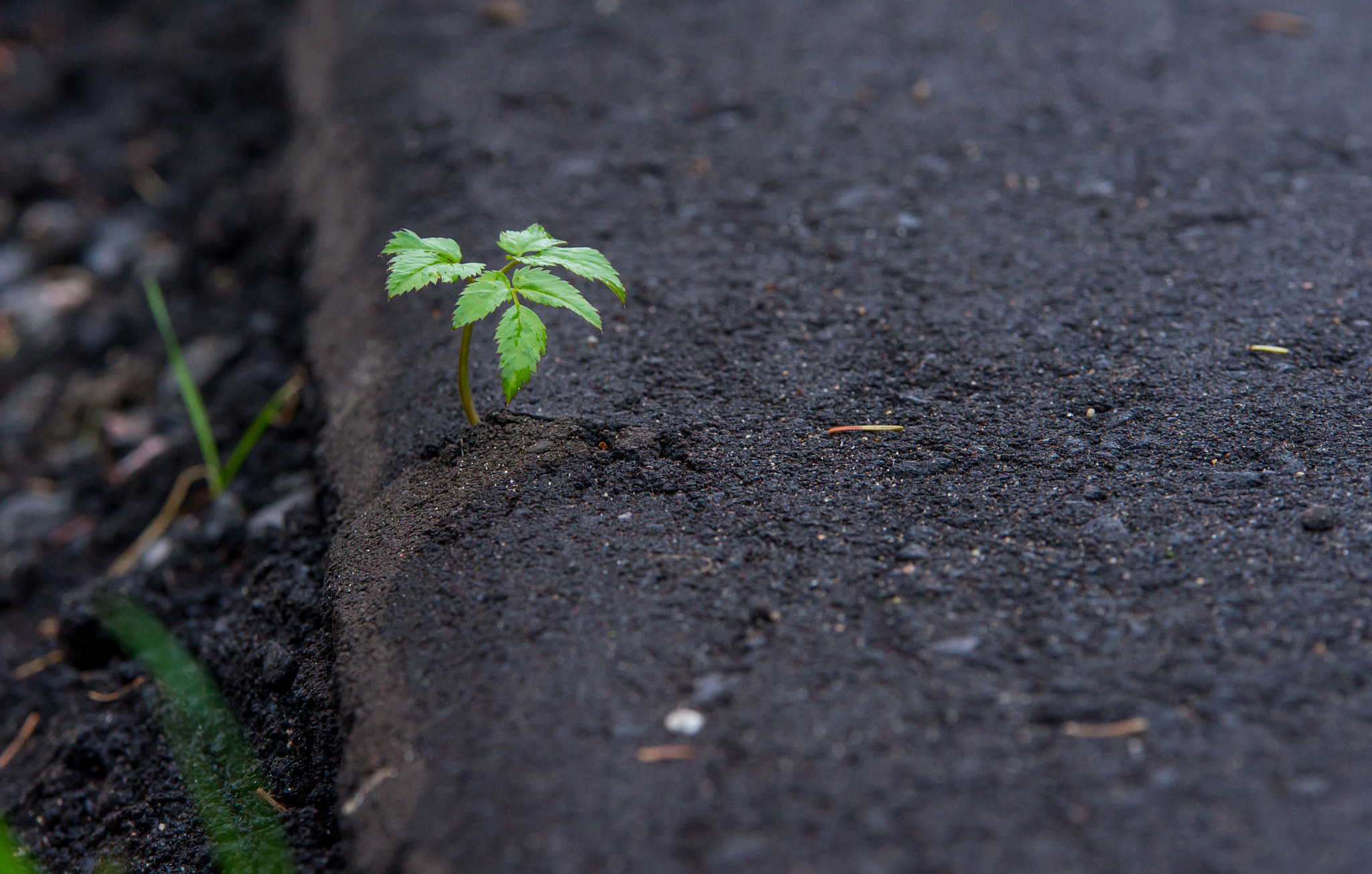 Sony a99 II + 70-200mm F2.8 sample photo. *** photography