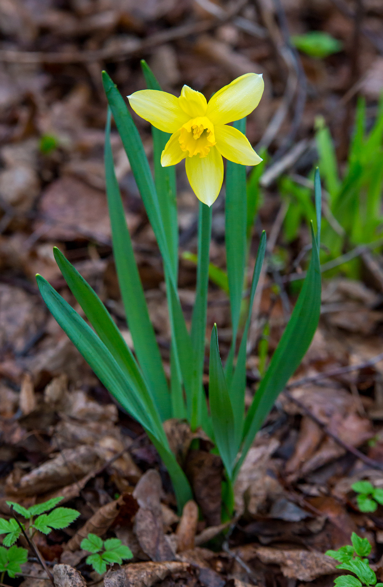 Sony a99 II + 70-200mm F2.8 sample photo. *** photography