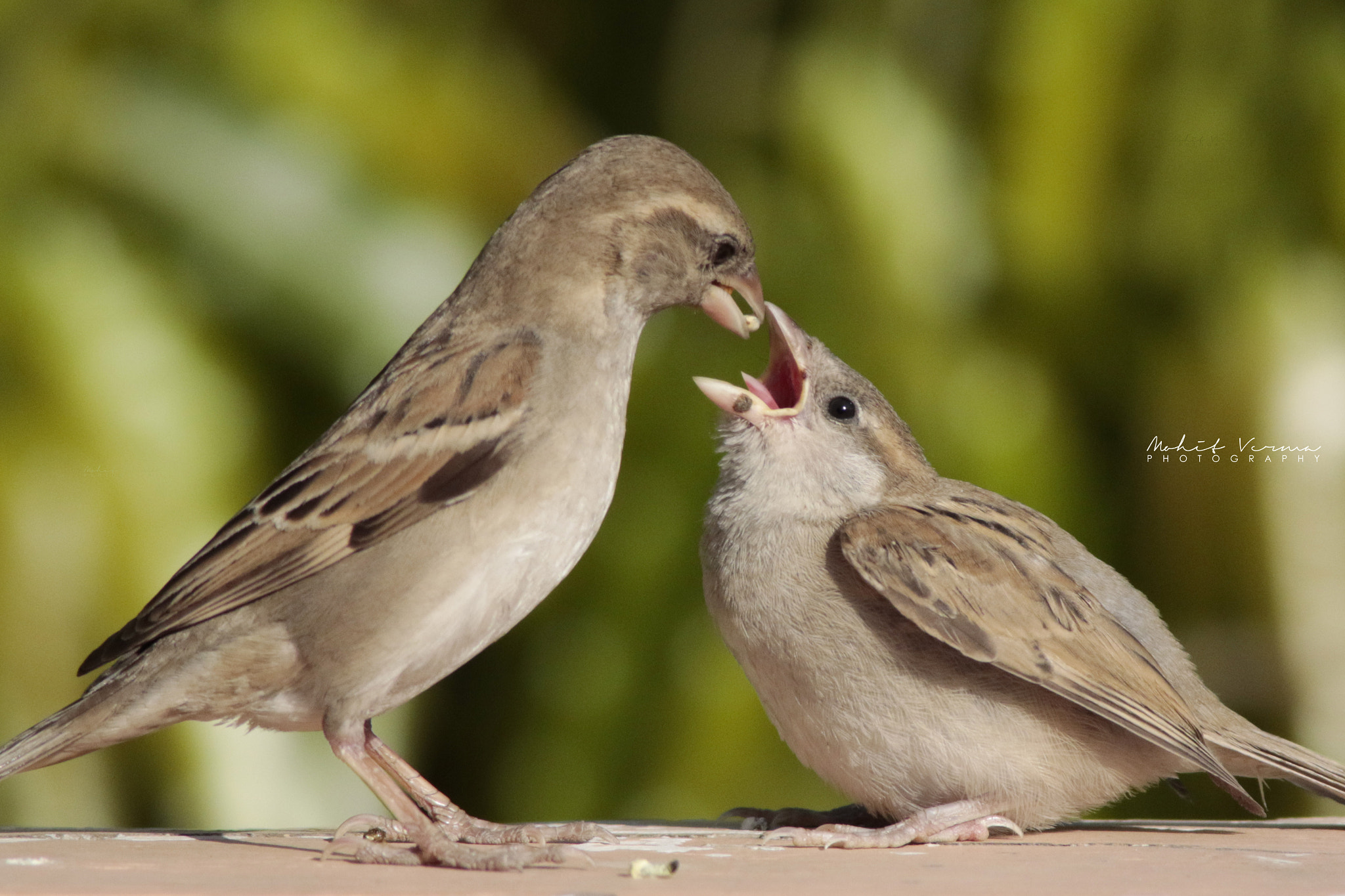 Canon EOS 7D Mark II + Canon EF 400mm F5.6L USM sample photo. Mumma, i'm hungry! photography