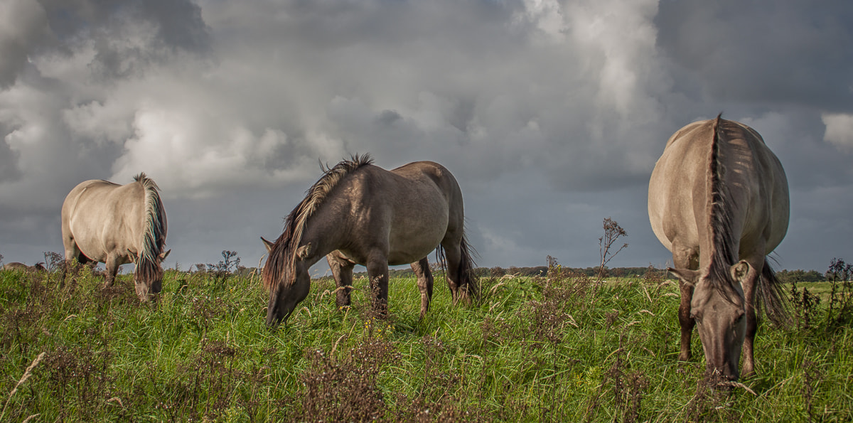 Canon EF-S 18-55mm F3.5-5.6 sample photo. Grazing, grazing, grazing photography