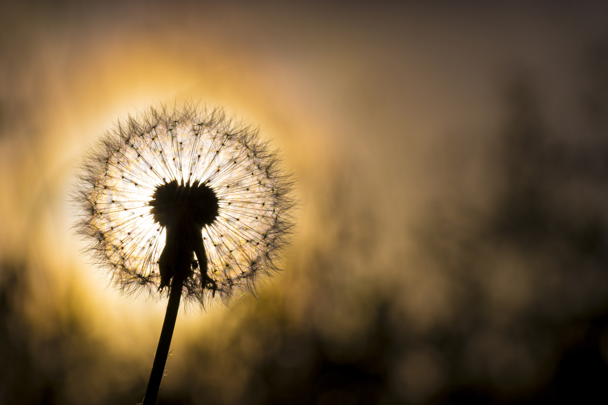 Sony a99 II + 105mm F2.8 sample photo. Sun of life photography
