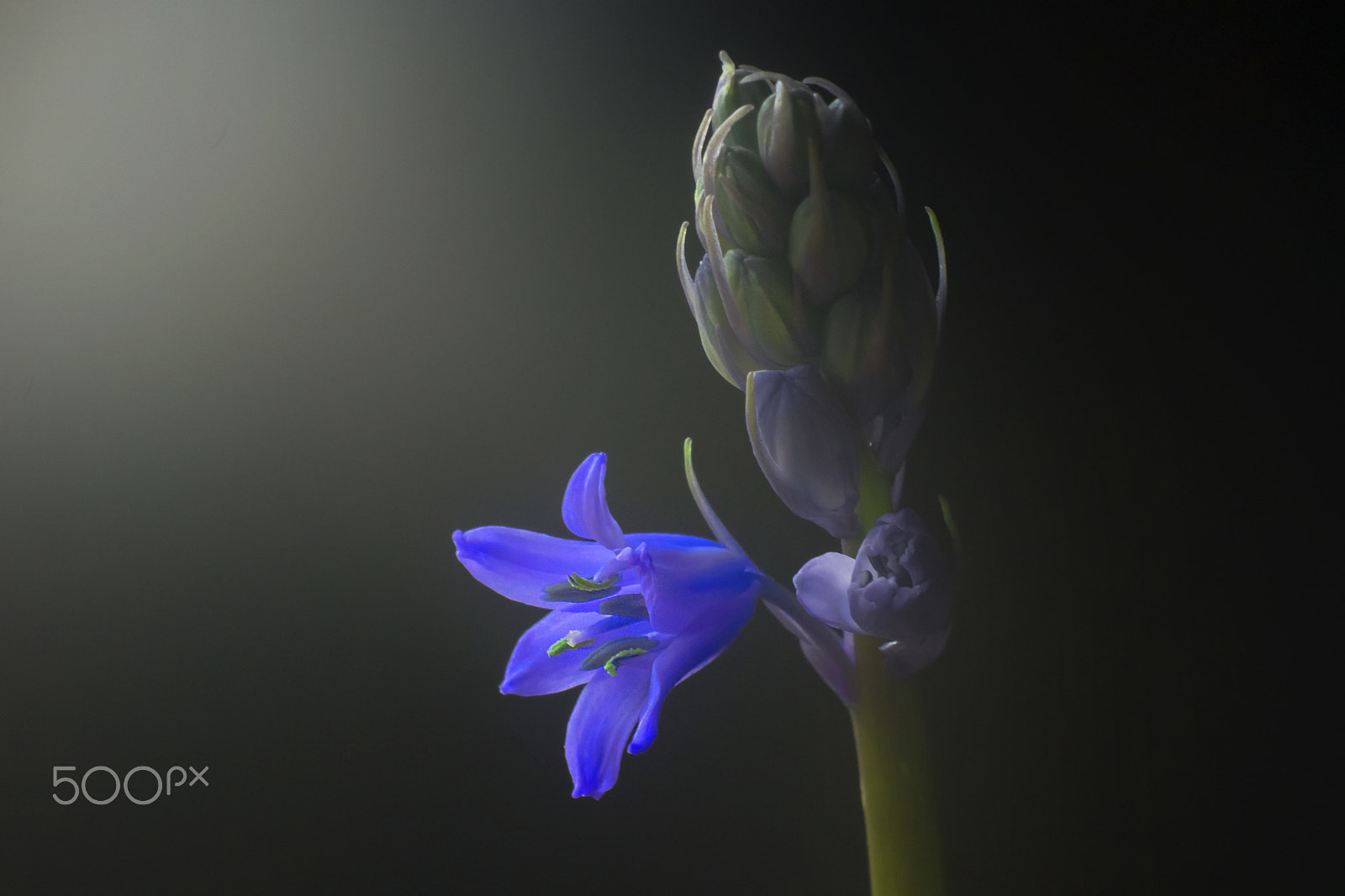 Nikon AF-S DX Micro Nikkor 40mm F2.8 sample photo. Bluebell blossom photography