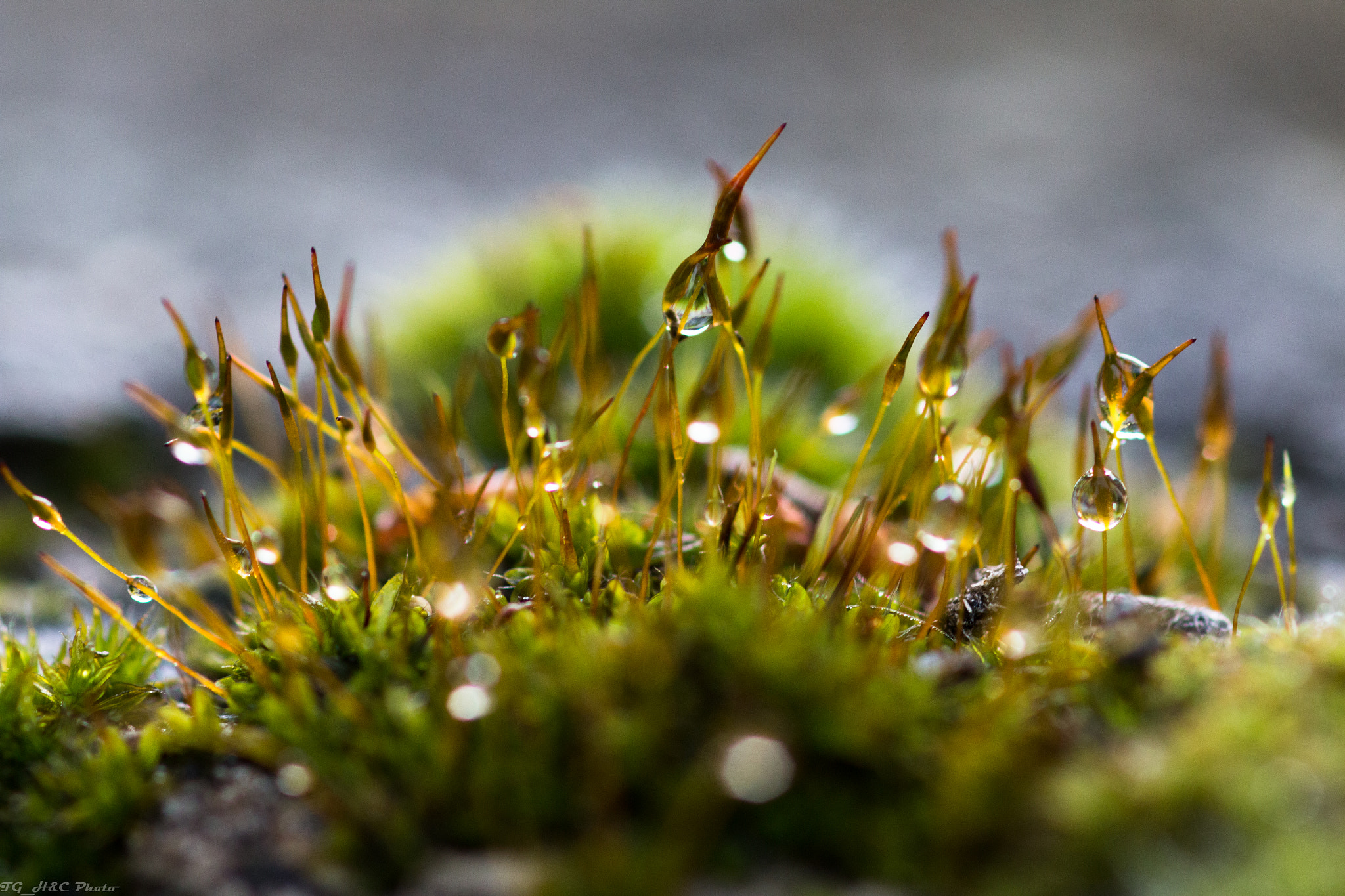 Canon EF 100mm F2.8 Macro USM sample photo. Little greens photography