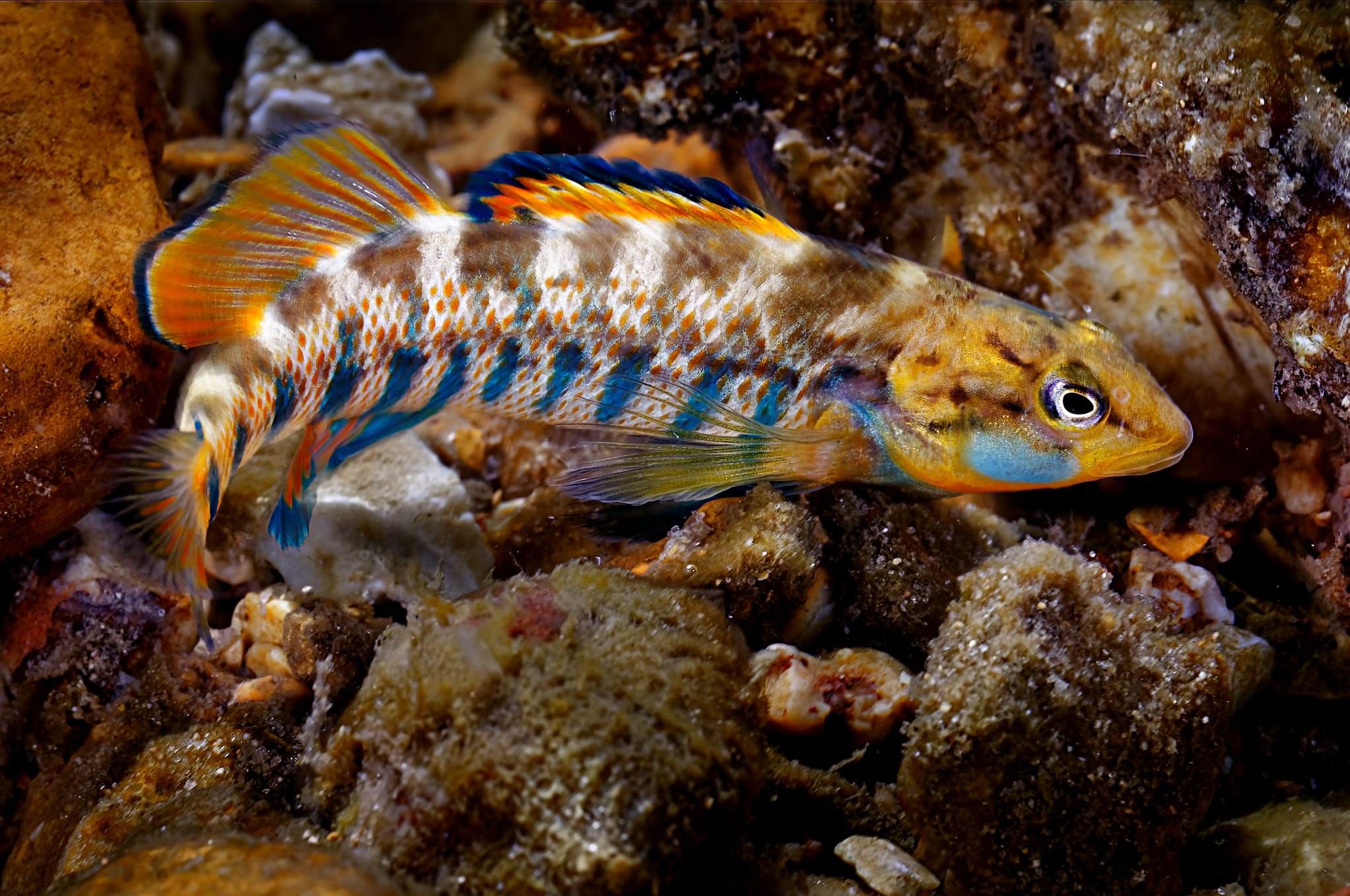 Nikon D300 + Nikon AF Micro-Nikkor 60mm F2.8D sample photo. Rainbow darter photography
