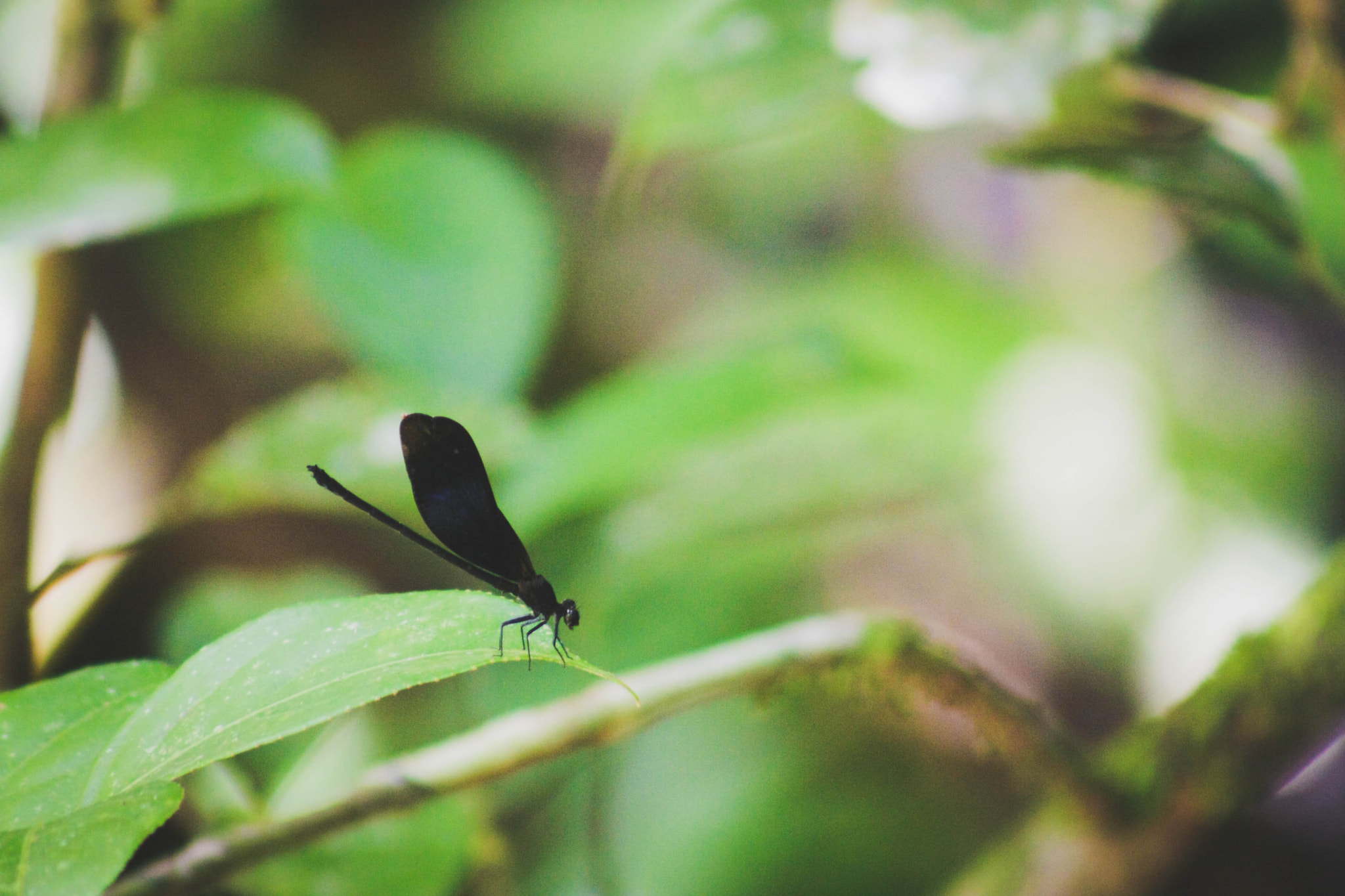 Canon EOS 40D + EF75-300mm f/4-5.6 sample photo. Random insect photography