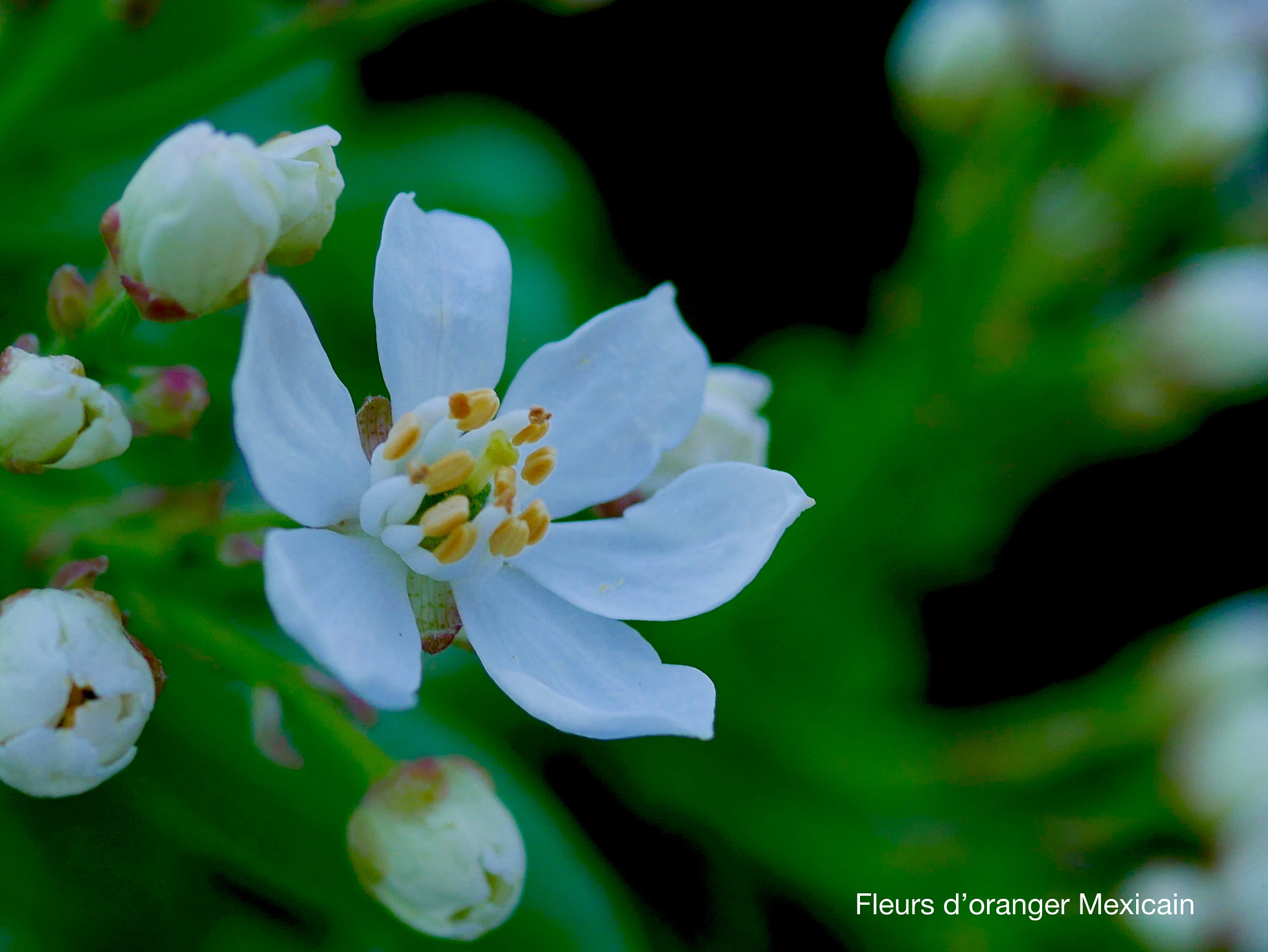 Panasonic DMC-G70 + Panasonic Lumix G Macro 30mm F2.8 ASPH Mega OIS sample photo. Fleurs d'oranger du mexique photography