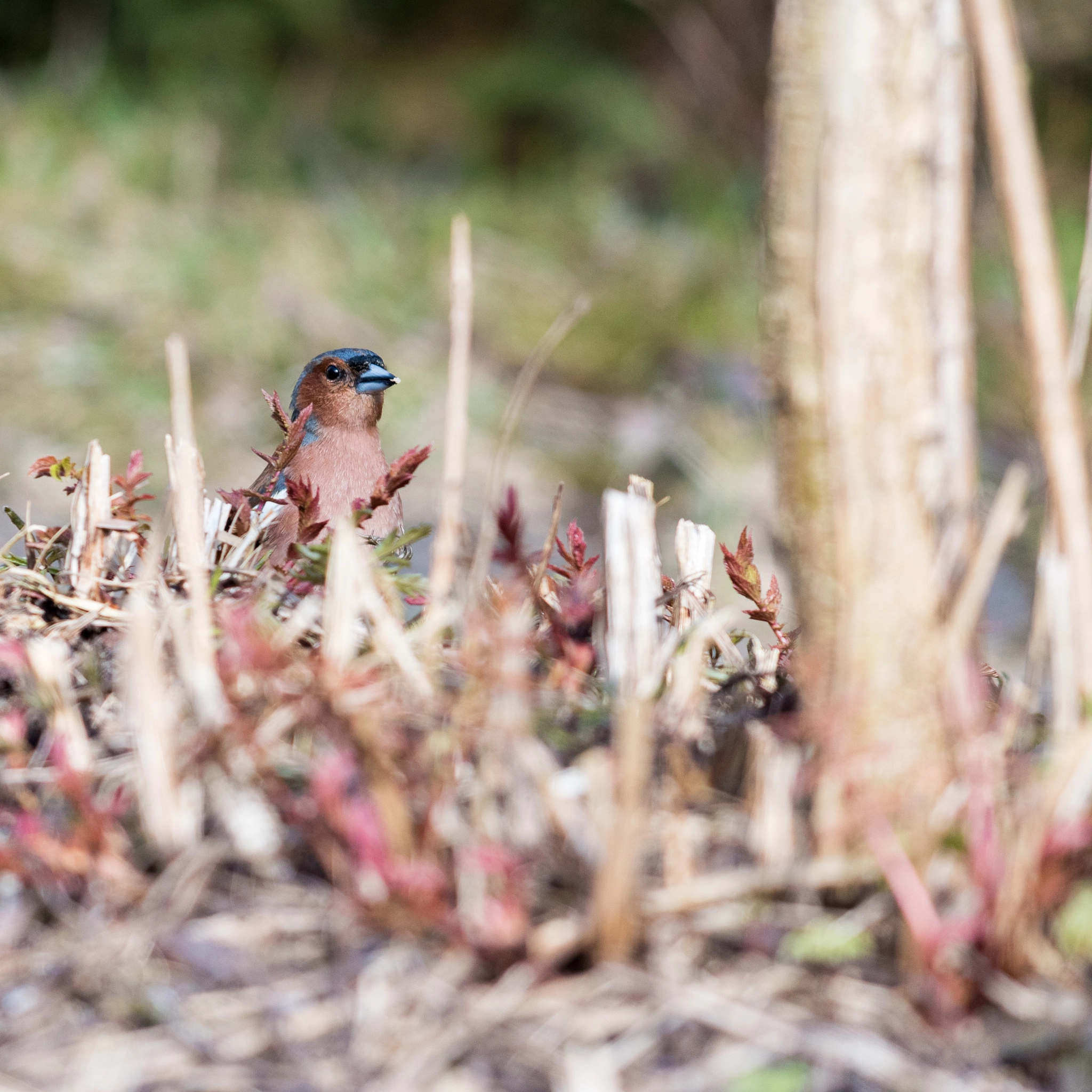 Nikon AF-S Nikkor 70-200mm F4G ED VR sample photo. Chaffinch photography