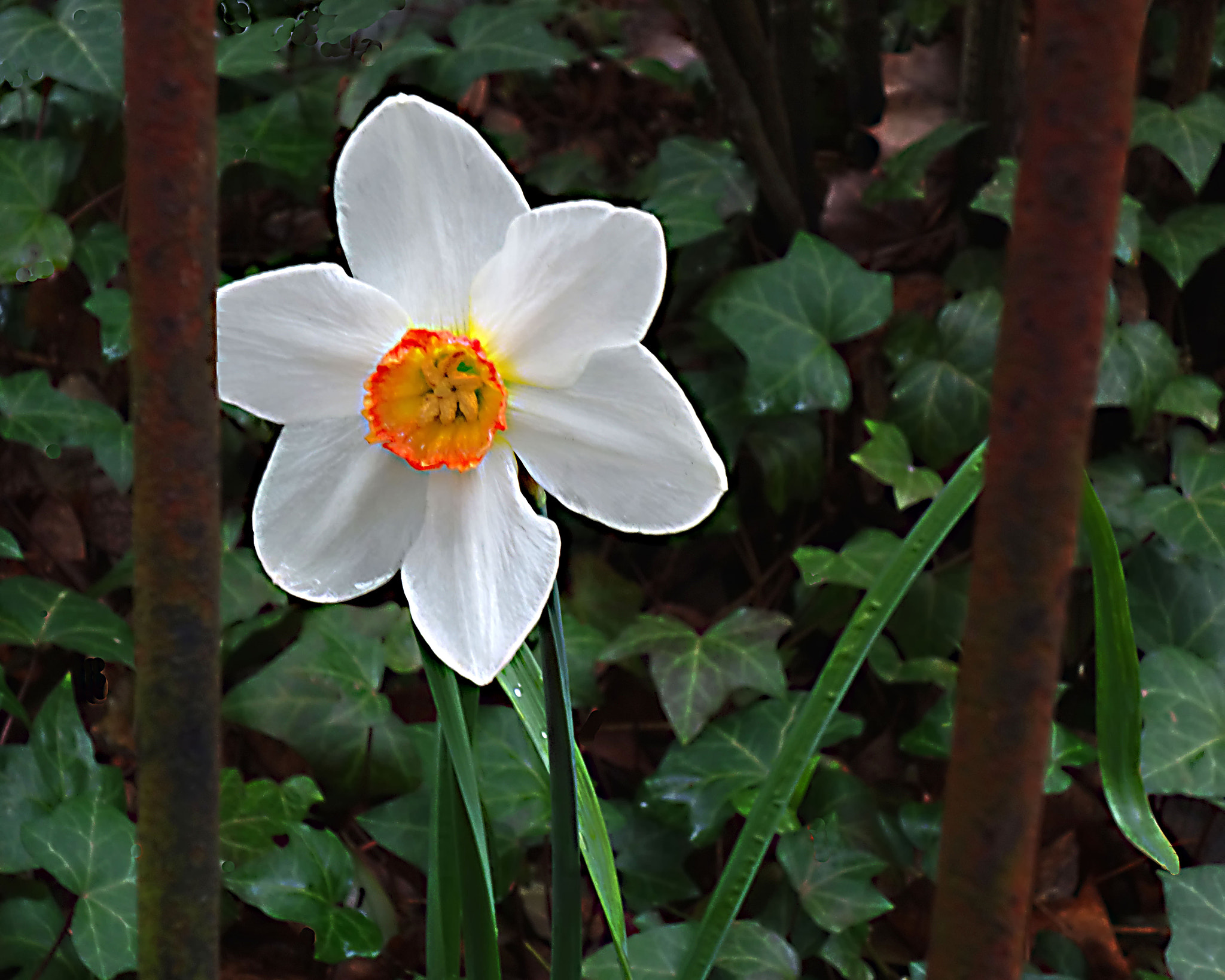 Hasselblad Stellar sample photo. Daffodil behind bars photography