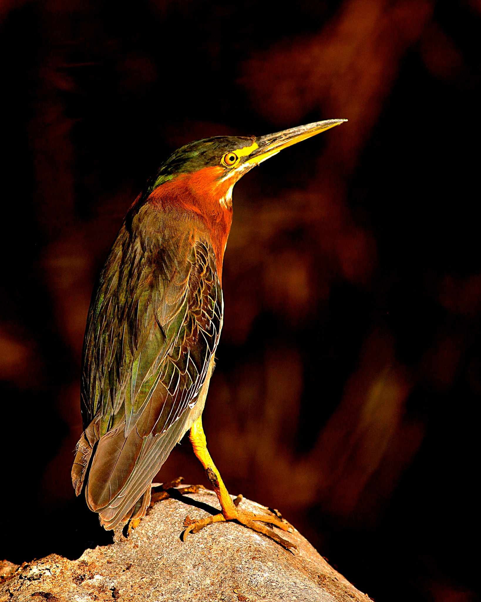 Canon EOS 5D Mark II + Canon EF 400mm F5.6L USM sample photo. Green heron, l.a. county arboretum photography