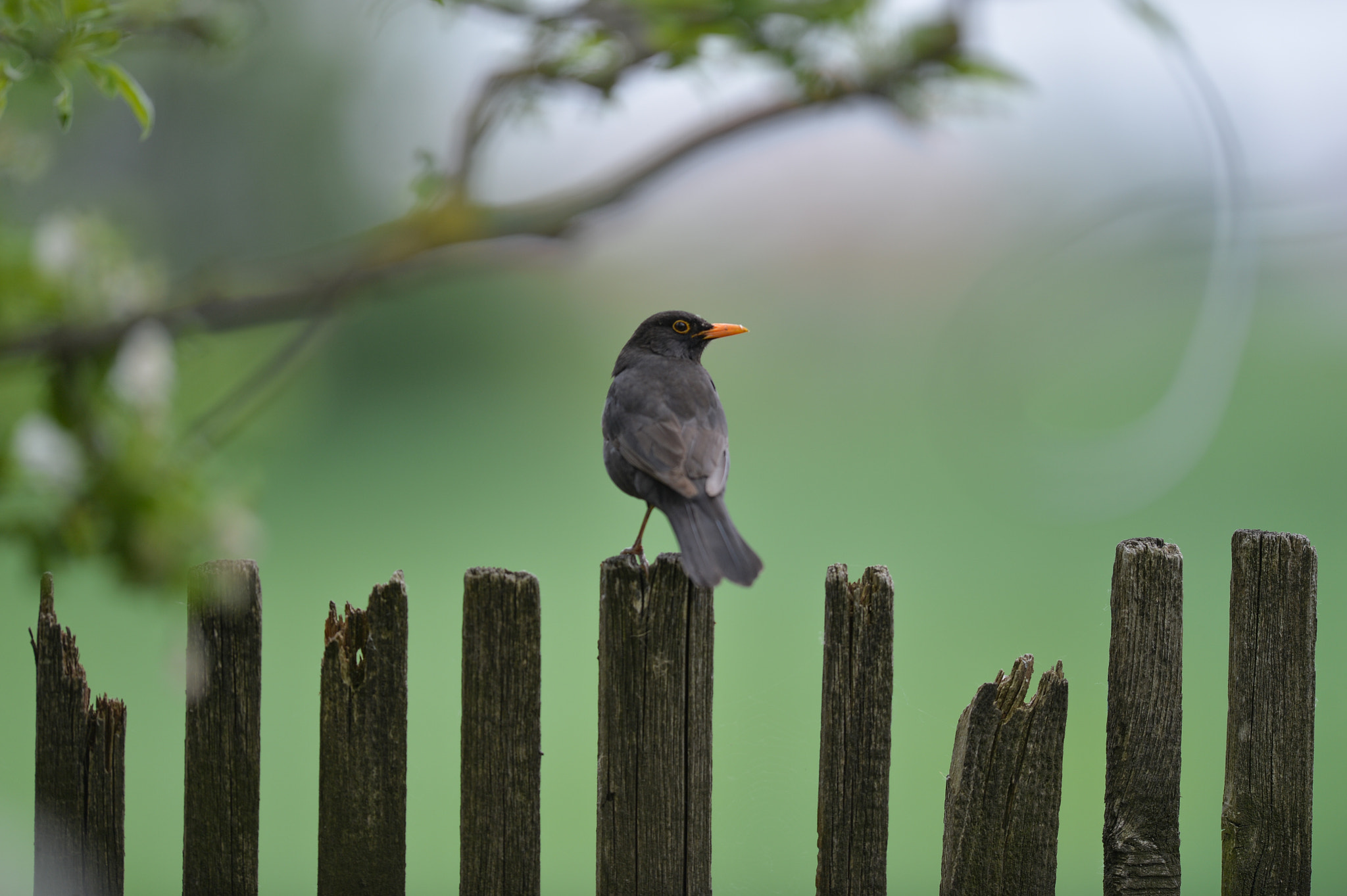 Nikon AF-S Nikkor 400mm F2.8G ED VR II sample photo. Sitting on a fence (bokeh) photography