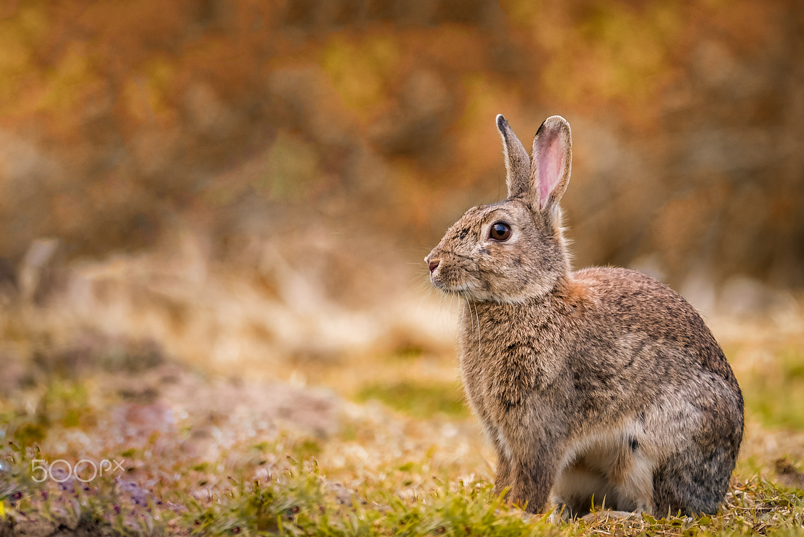 Panasonic Lumix DMC-G7 sample photo. Wild rabbit sitting in a field photography