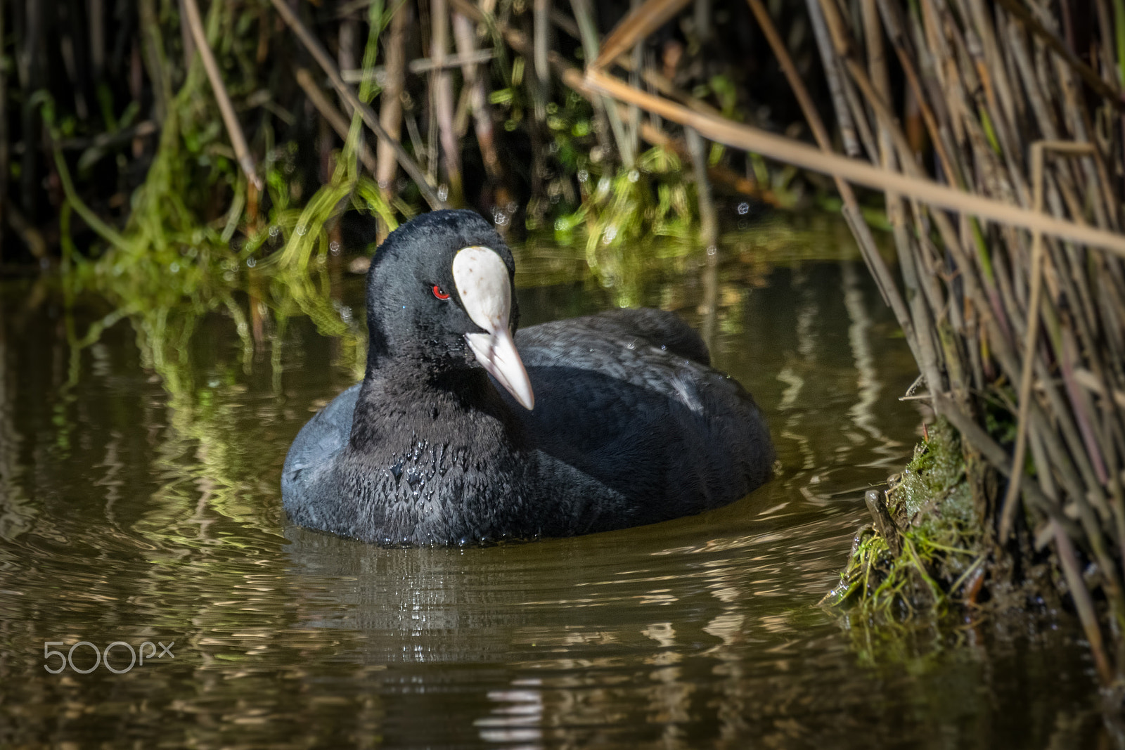 Nikon D5300 + Sigma 50-500mm F4.5-6.3 DG OS HSM sample photo. Angry coot photography