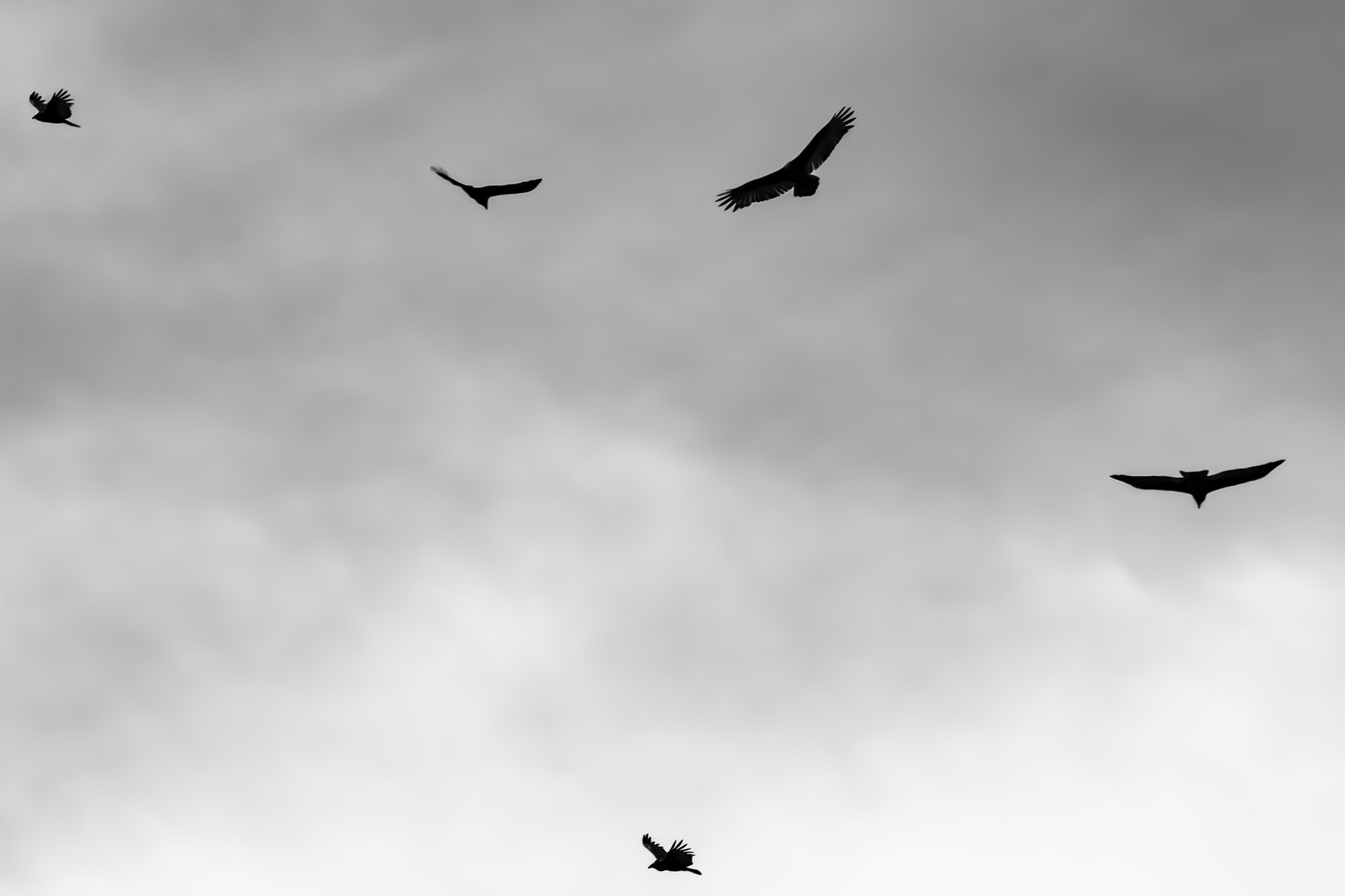 Nikon AF-S Nikkor 70-200mm F2.8G ED VR II sample photo. Can't keep my eyes off the circling skies photography