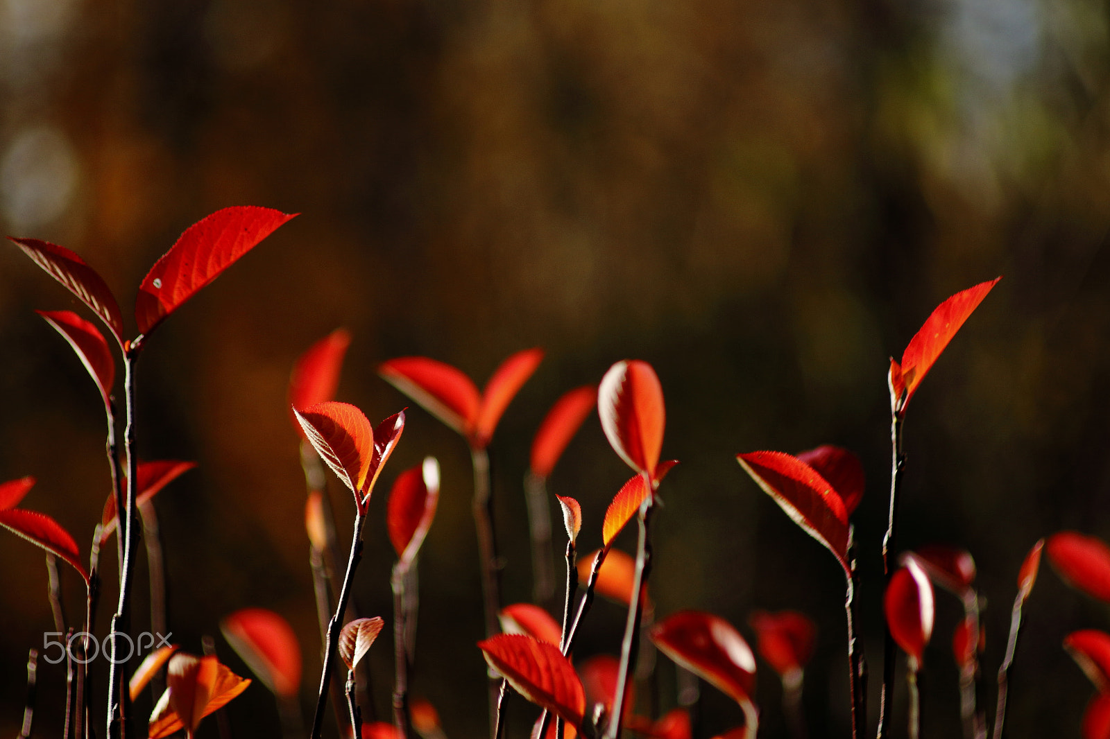 Canon EF 70-210mm f/4 sample photo. Fall colors photography