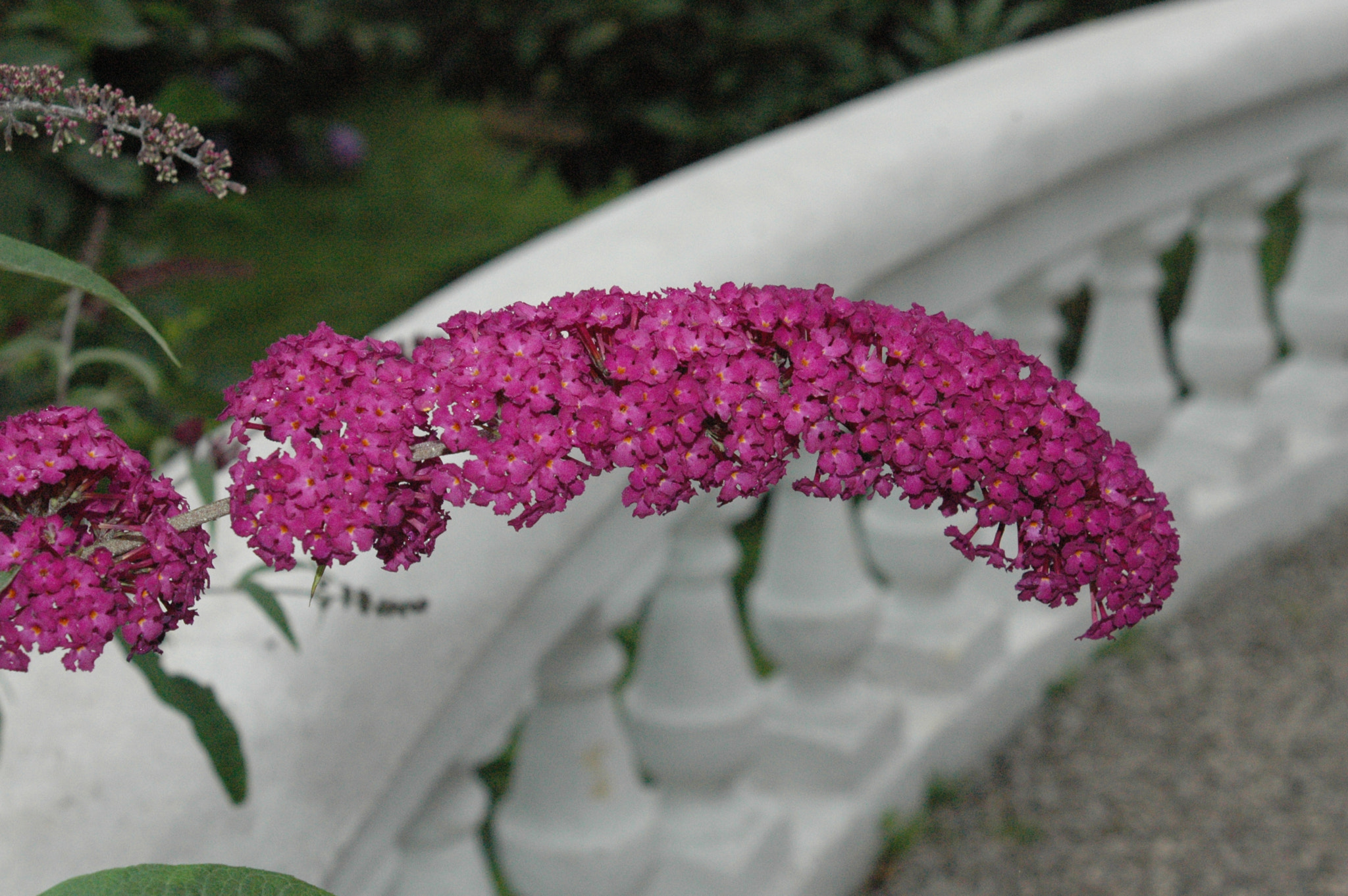 AF Zoom-Nikkor 28-100mm f/3.5-5.6G sample photo. Flowers.... photography