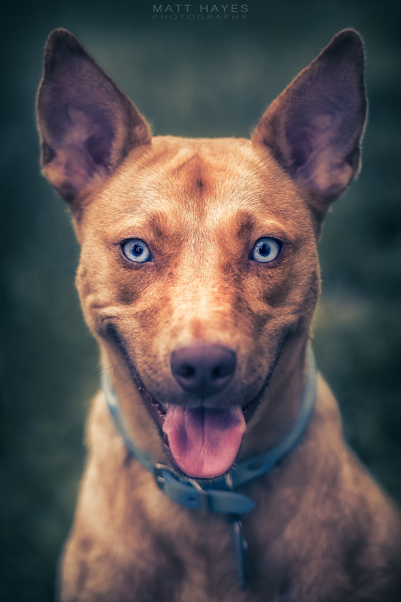 Canon EOS 6D + Sigma 105mm F2.8 EX DG Macro sample photo. Prue photography