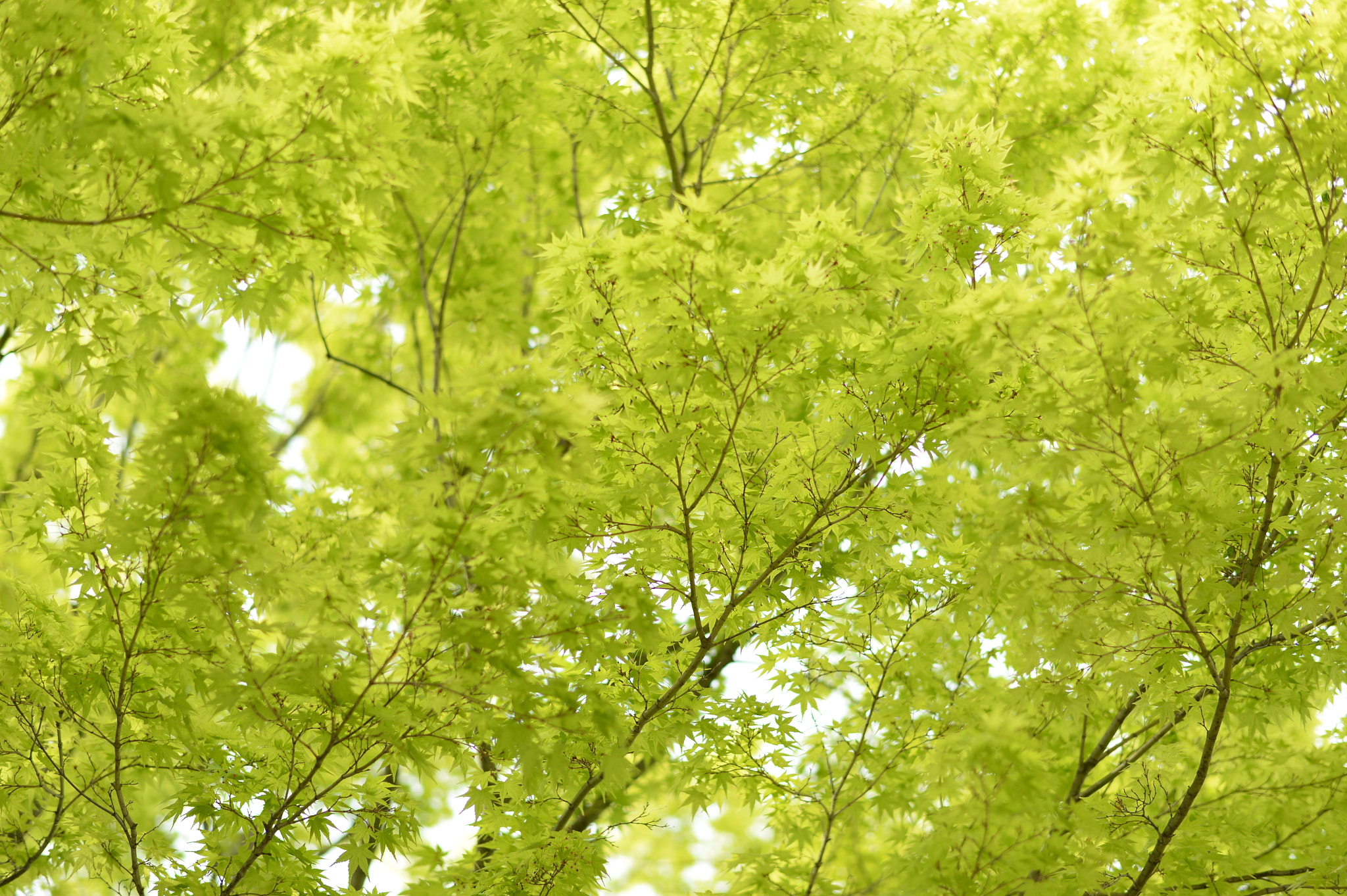 Nikon Df + Nikon AF-S Nikkor 58mm F1.4G sample photo. Green photography