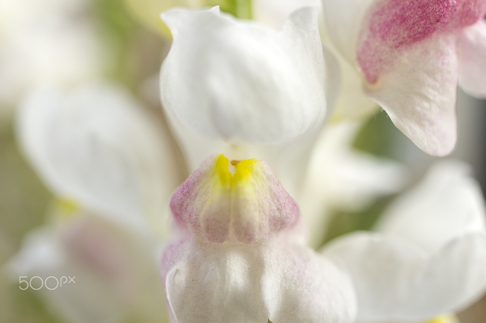 HD Pentax DA 35mm F2.8 Macro Limited sample photo. Snapdragon photography