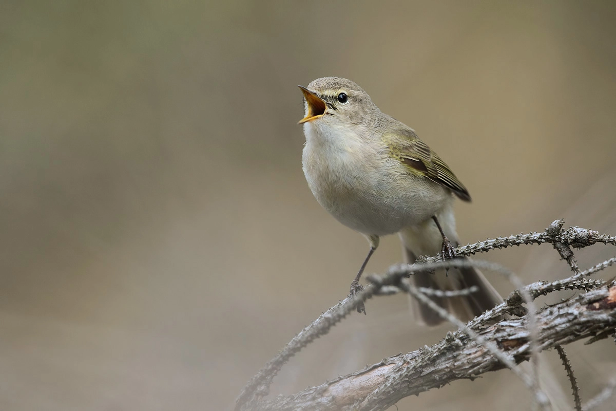 Canon EF 300mm F2.8L IS II USM sample photo. Common chiffcaff photography