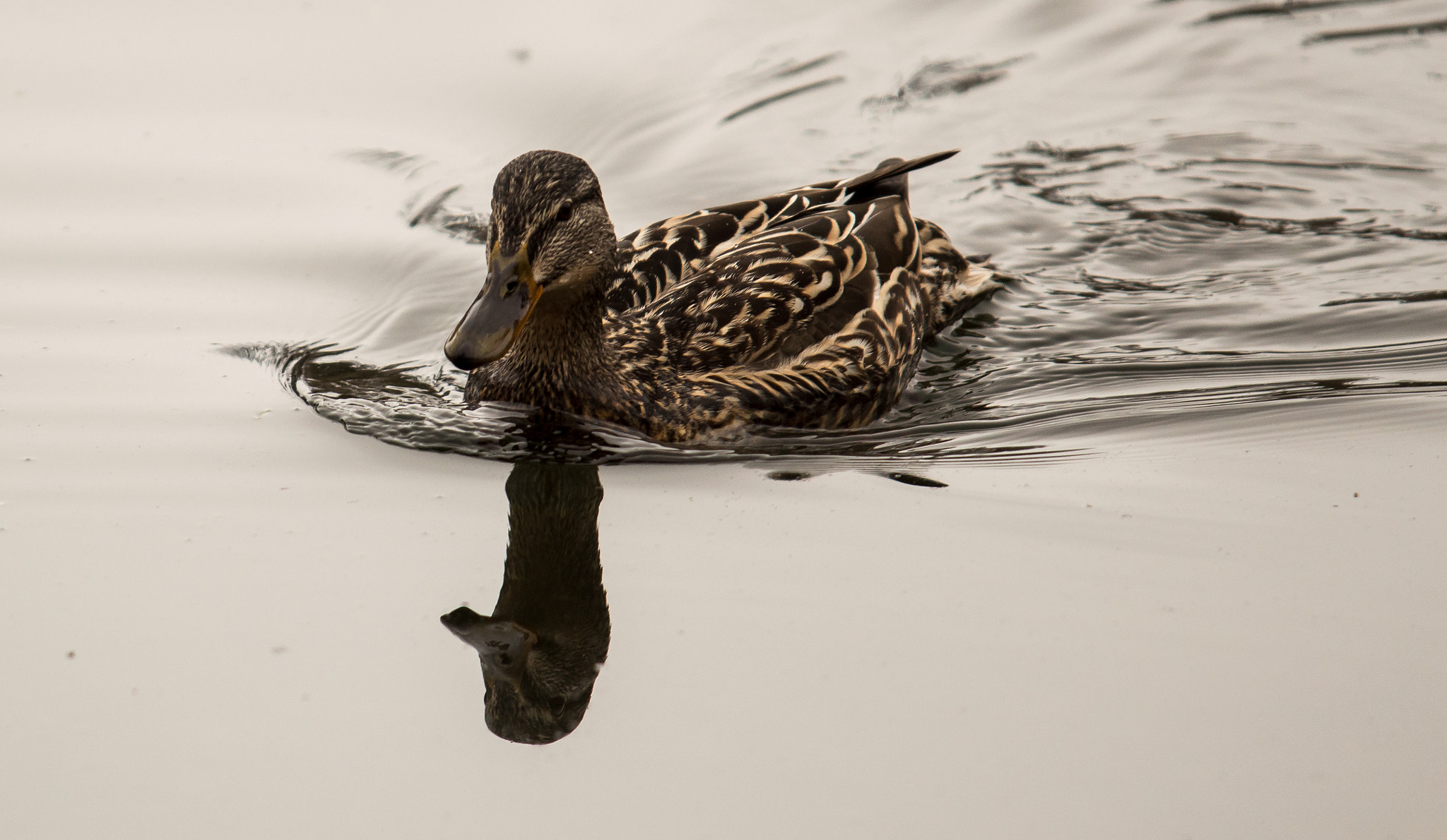 Nikon D3200 + Sigma APO 100-300mm F4 EX IF HSM sample photo. Duck mirror / lake / high tatras / slovakia photography