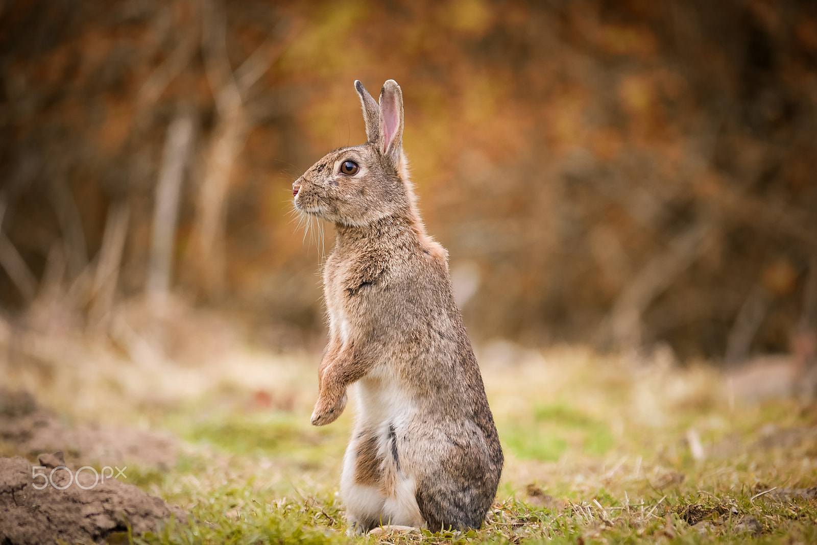 Panasonic Lumix DMC-G7 sample photo. Wild rabbit standing alert photography