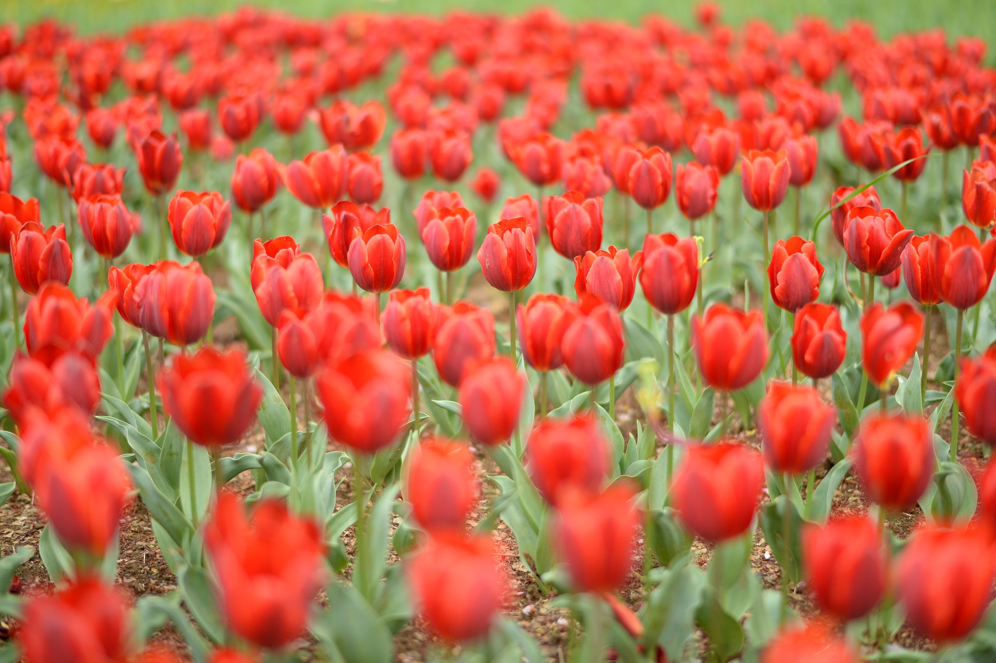 Nikon Df + Nikon AF-S Nikkor 58mm F1.4G sample photo. Red crowd photography
