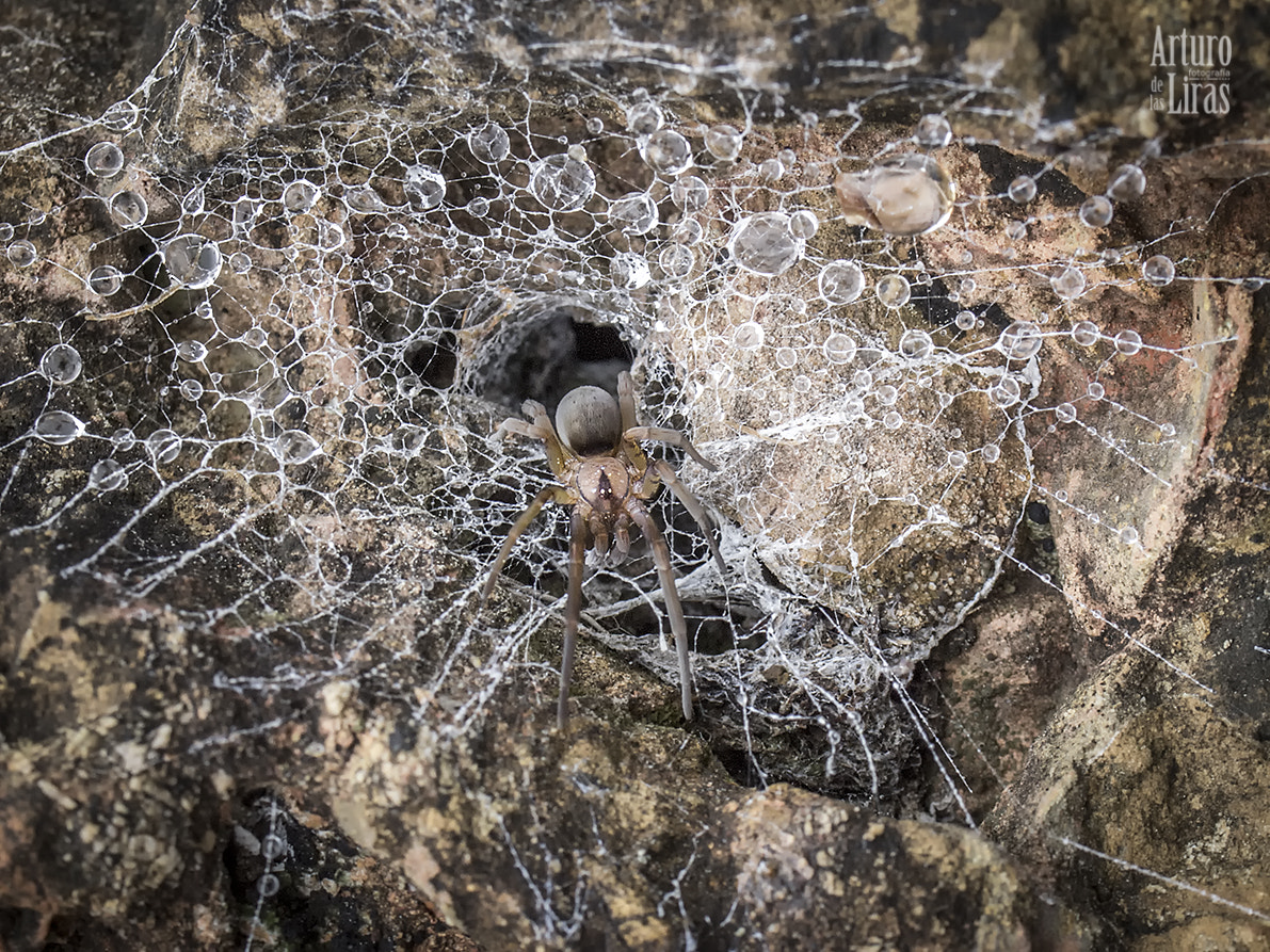 Olympus E-5 + OLYMPUS 50mm Lens sample photo. Spider photography