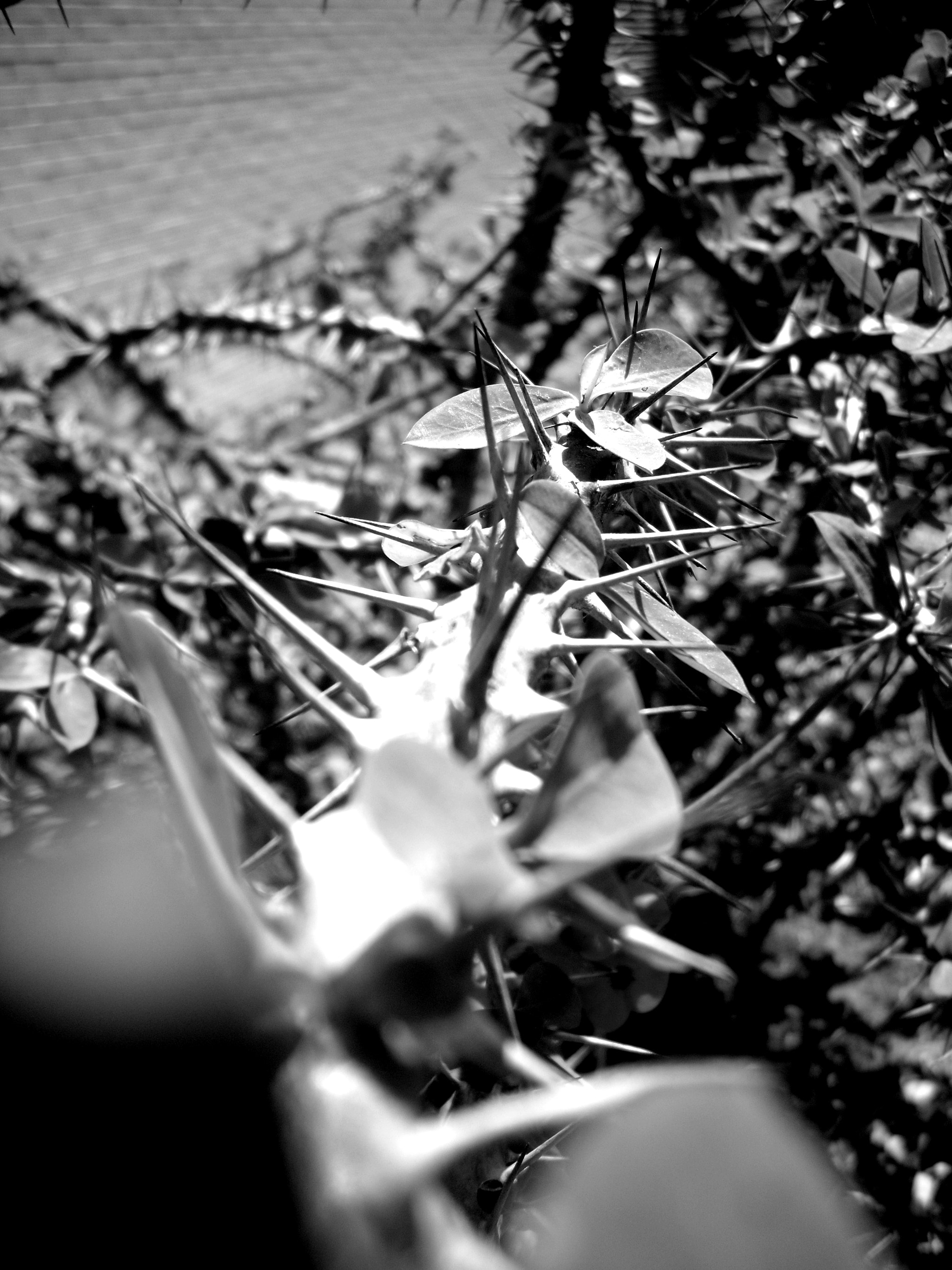 Samsung PL90/VLUU PL90 sample photo. Diverso paraiso photography