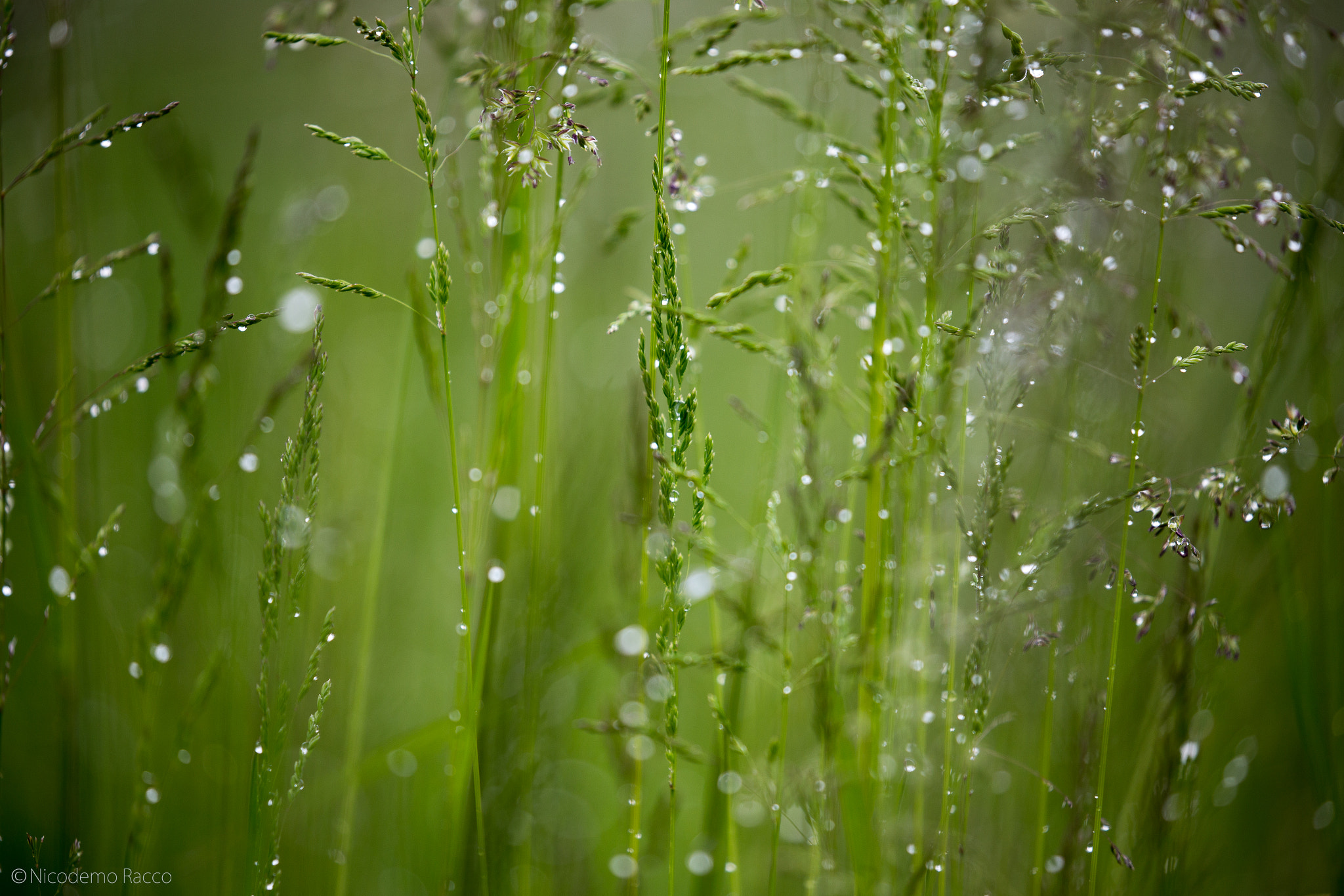 Canon EF 100-400mm F4.5-5.6L IS II USM sample photo. Drops photography