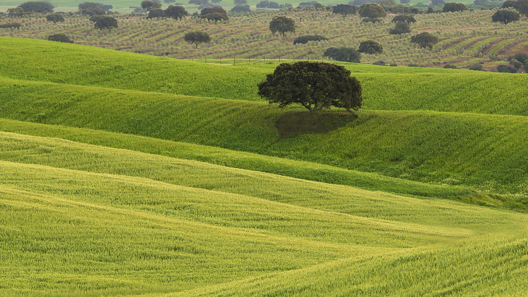 Nikon AF-S Nikkor 70-200mm F2.8G ED VR II sample photo. Monte alentejano photography