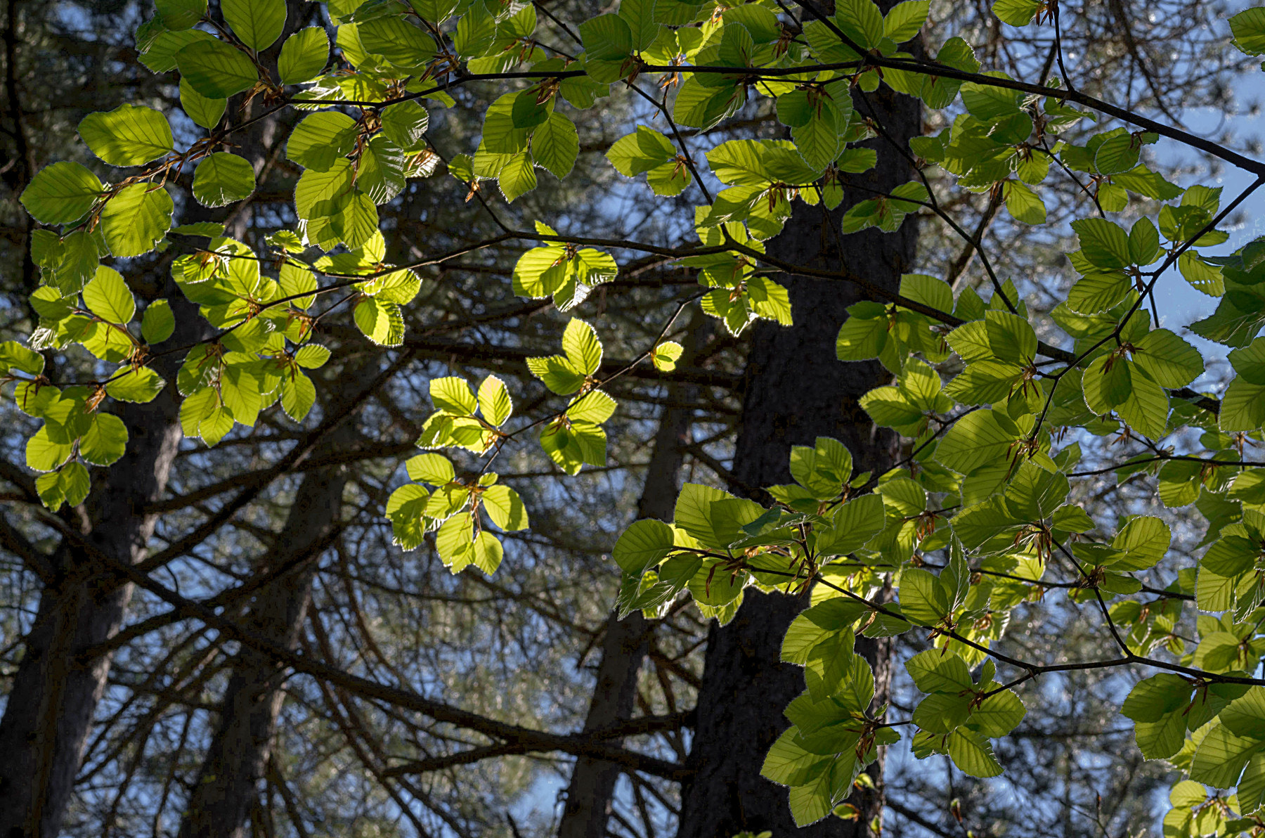 Pentax smc D-FA 50mm F2.8 Macro sample photo. The awakening photography