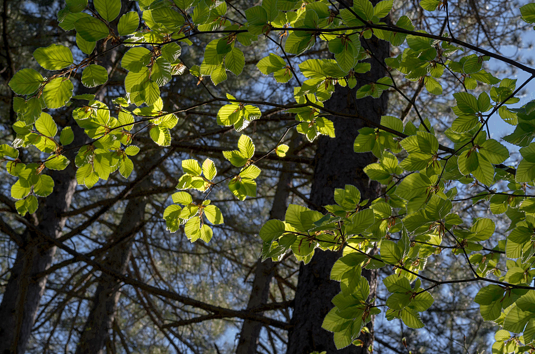 Pentax K-500 + Pentax smc D-FA 50mm F2.8 Macro sample photo. The awakening photography