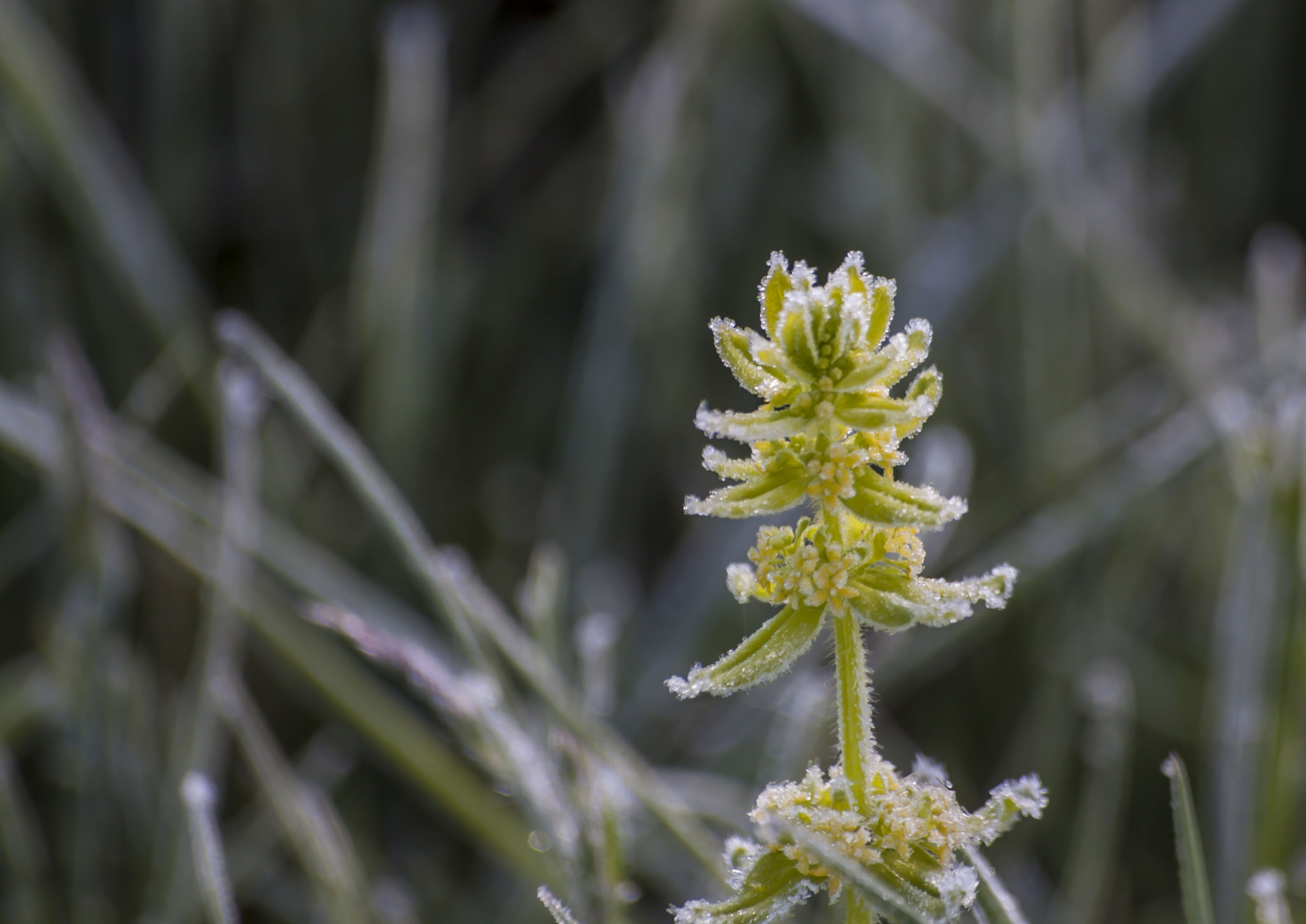 Sigma 70-300mm F4-5.6 APO DG Macro sample photo. Spring frost photography