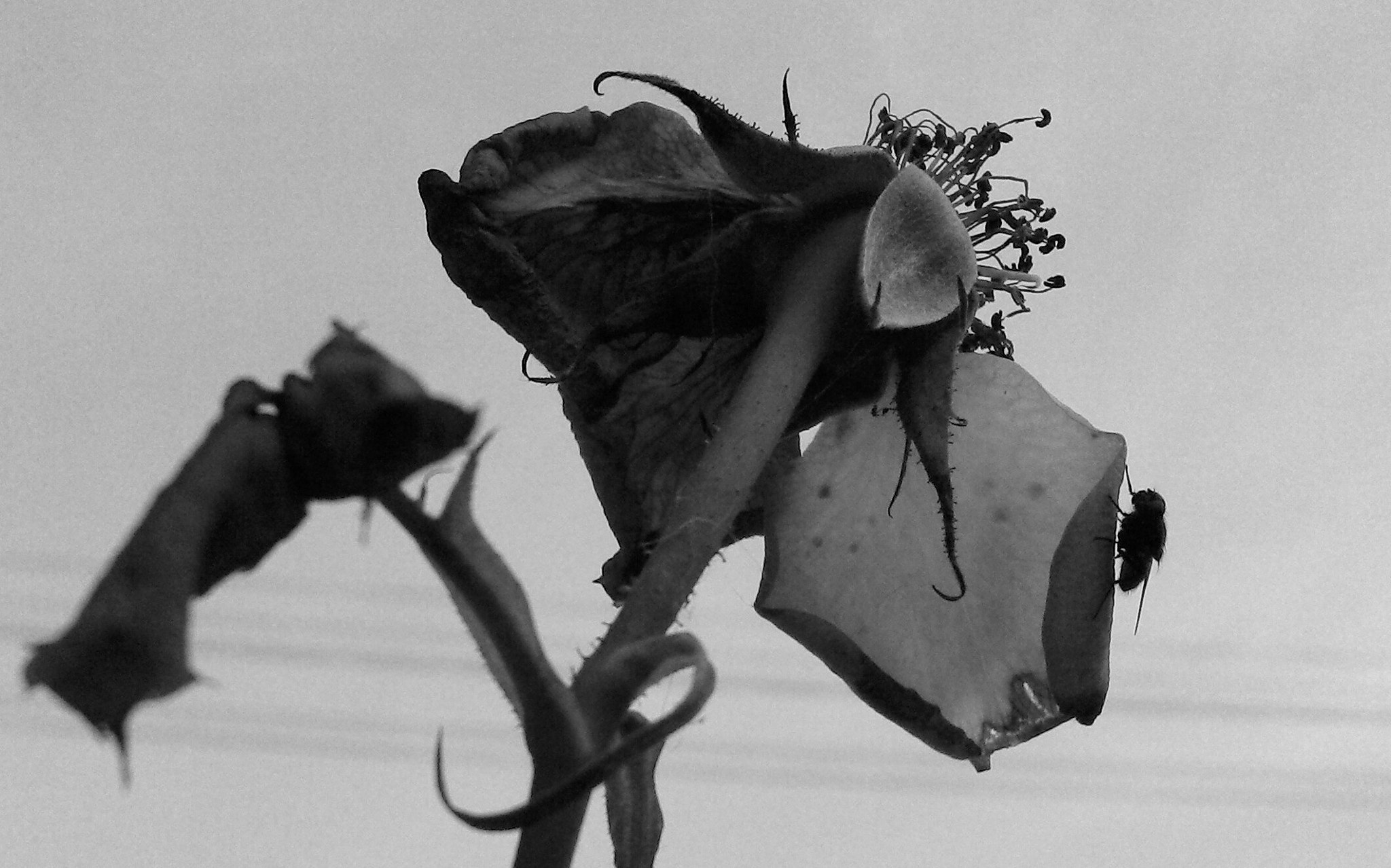 Motorola RAZR i sample photo. Rosas photography