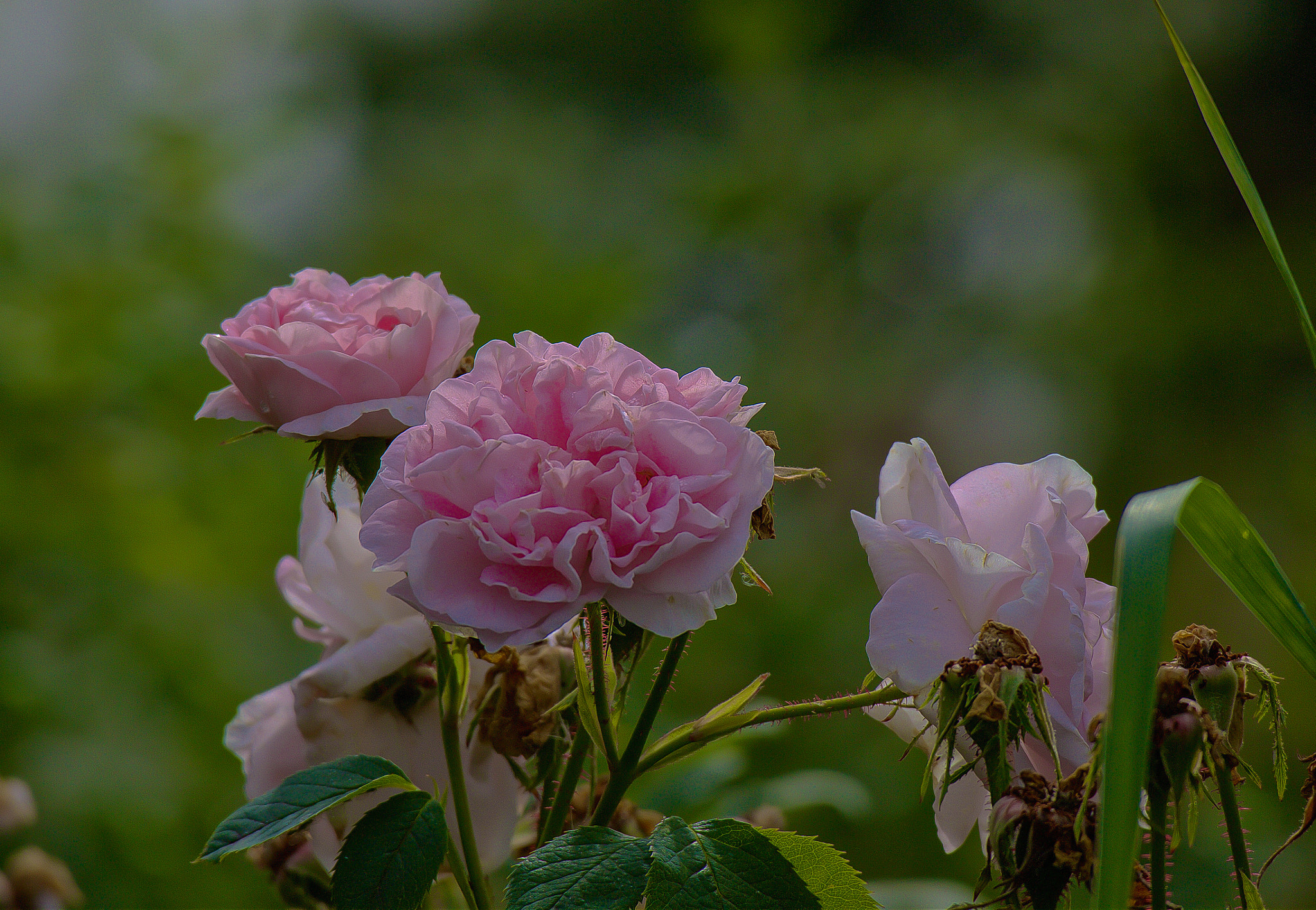 Canon EOS M sample photo. The last  rose - photography